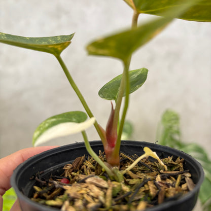 Anthurium papillilaminum Pink x King Of Spades