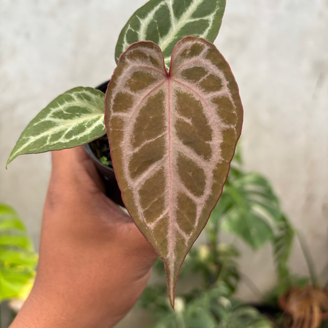 Anthurium (Angela x black widow) x regar silver