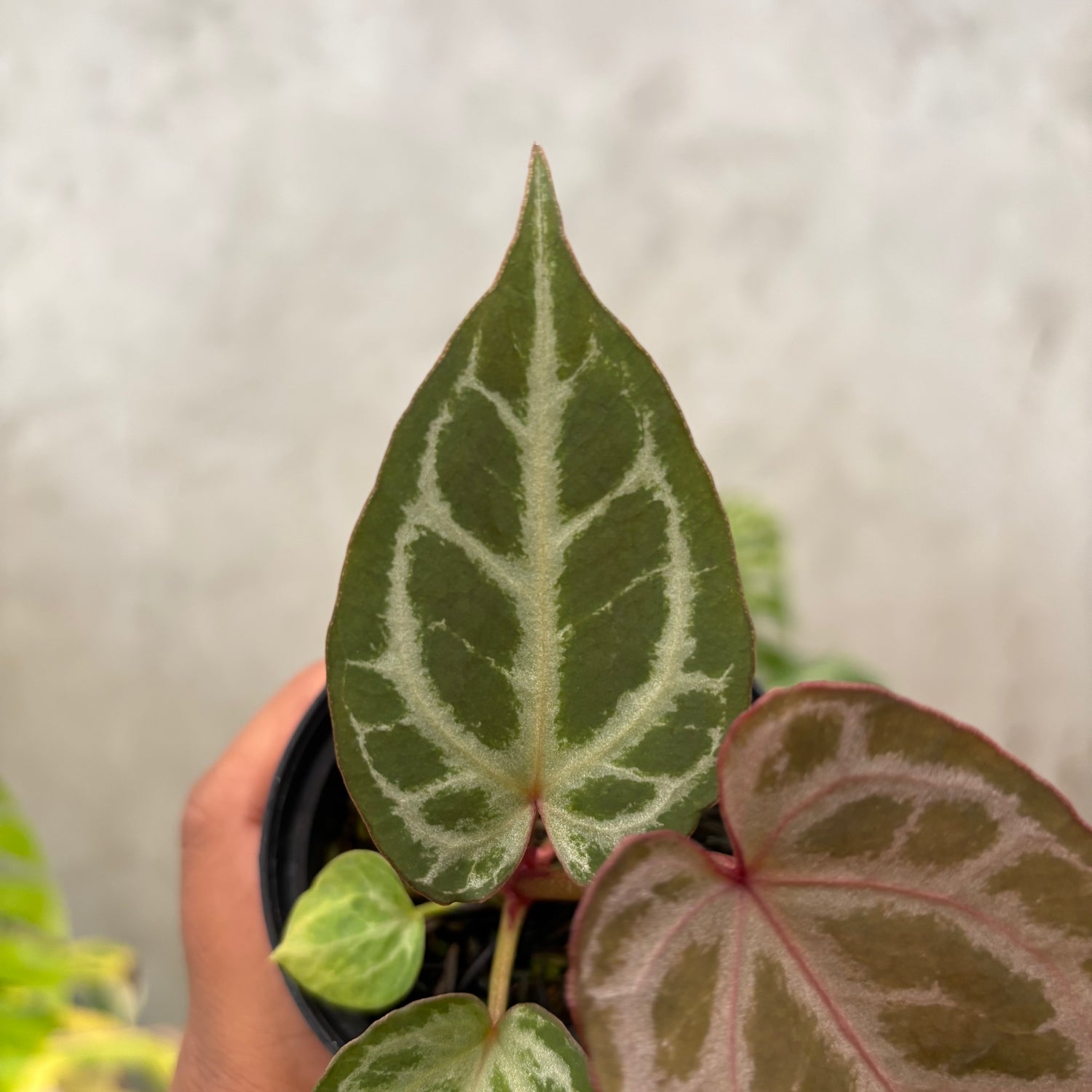 Anthurium (Angela x black widow) x regar silver
