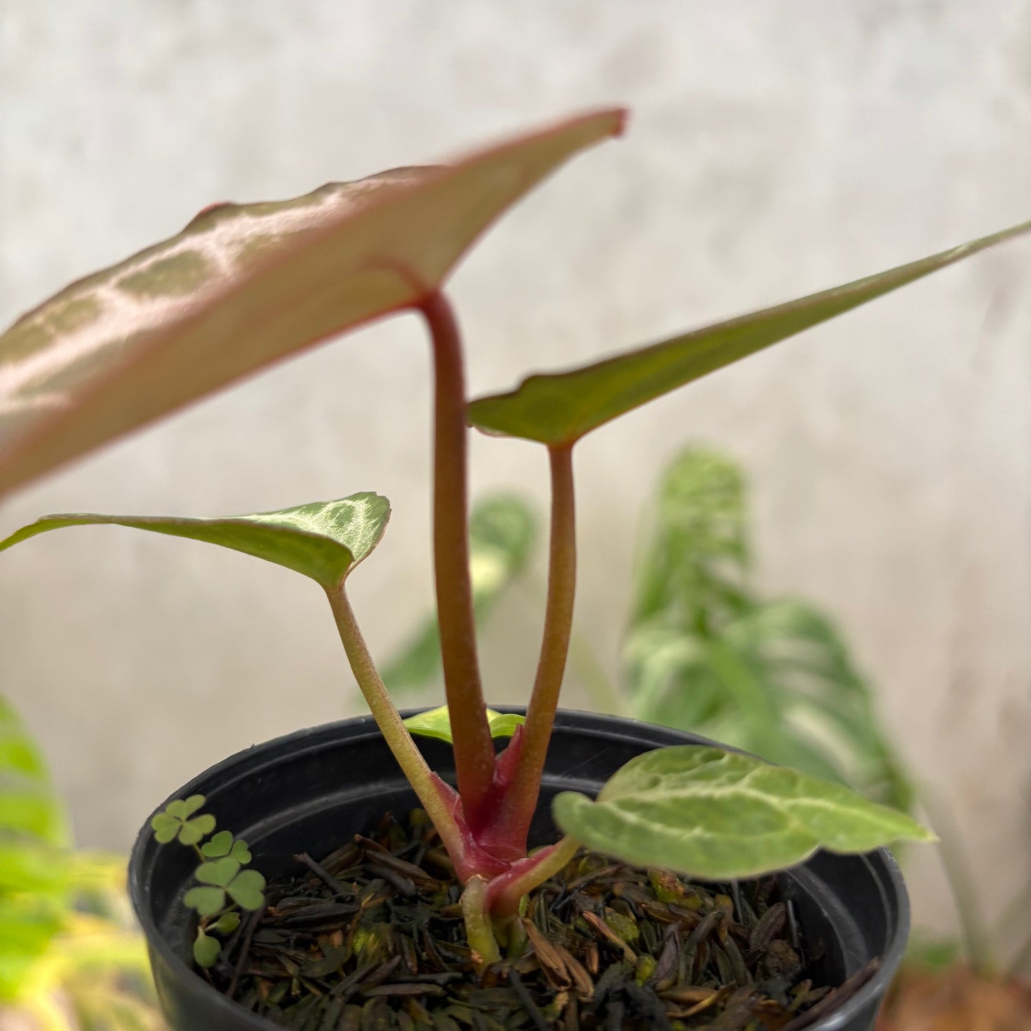 Anthurium (Angela x black widow) x regar silver