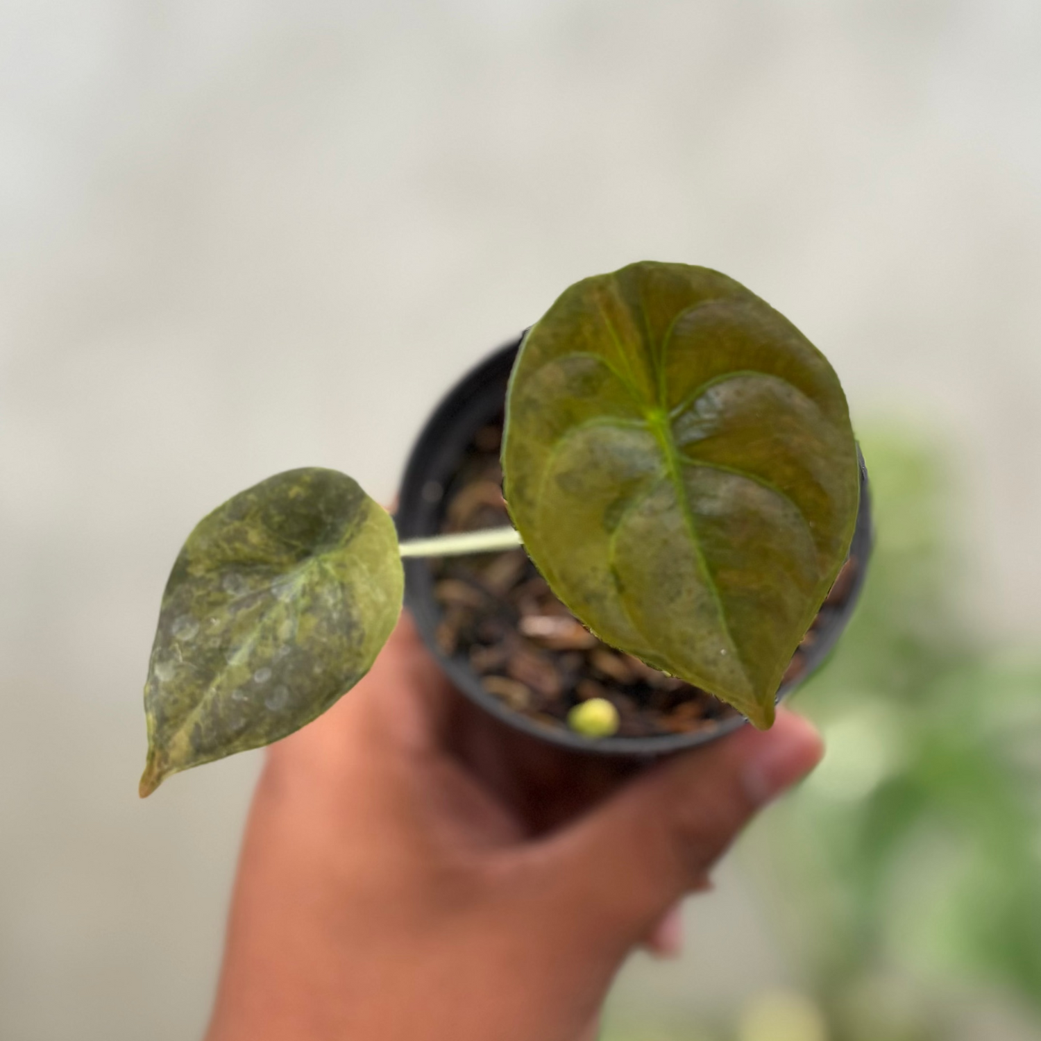Alocasia Cuprea Latte Little
