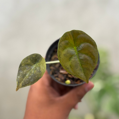 Alocasia Cuprea Latte Little