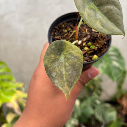 Alocasia Cuprea Latte Little
