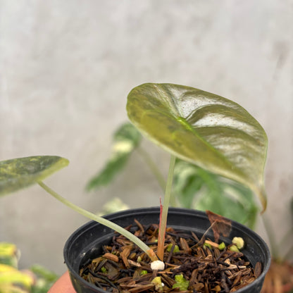Alocasia Cuprea Latte Little