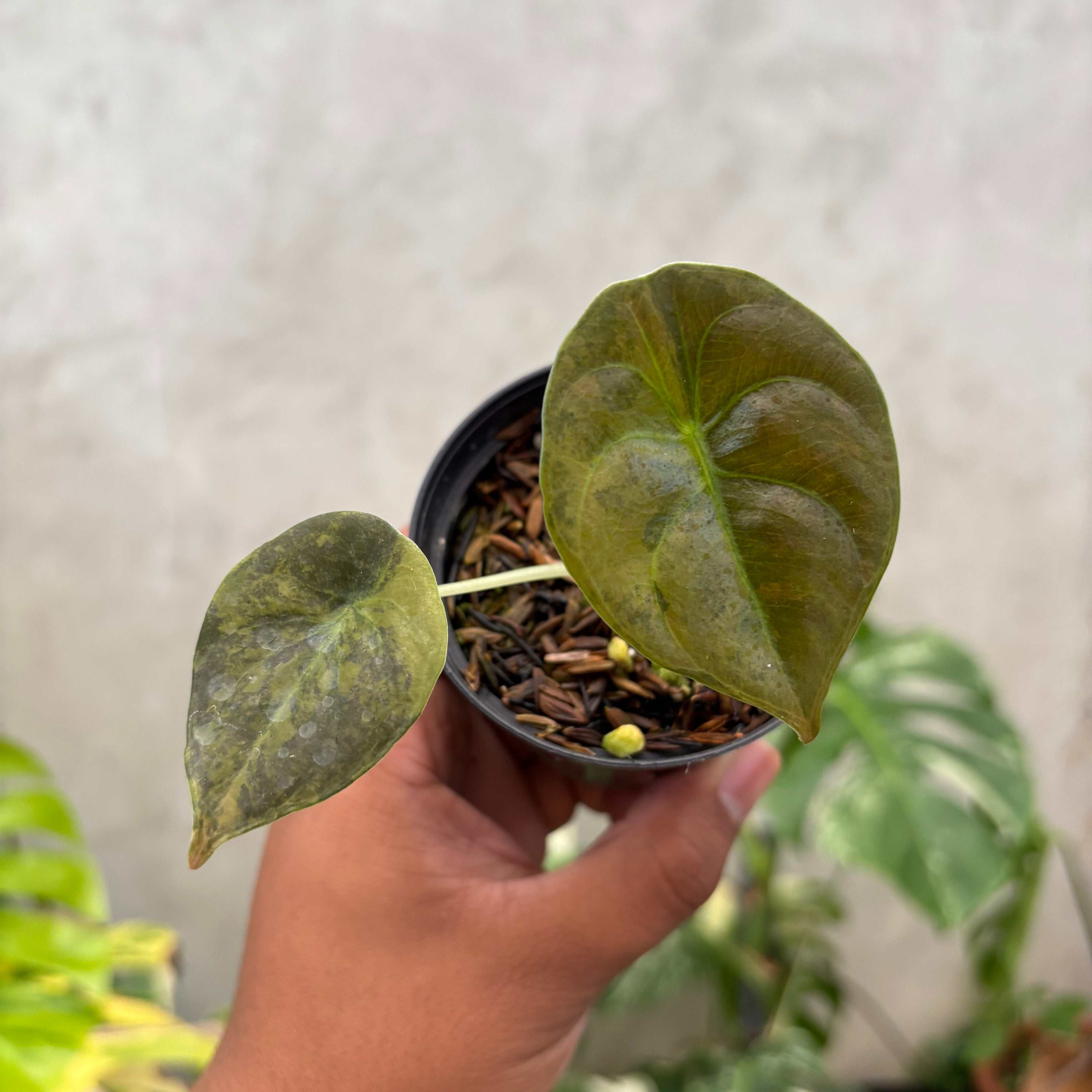 Alocasia Cuprea Latte Little