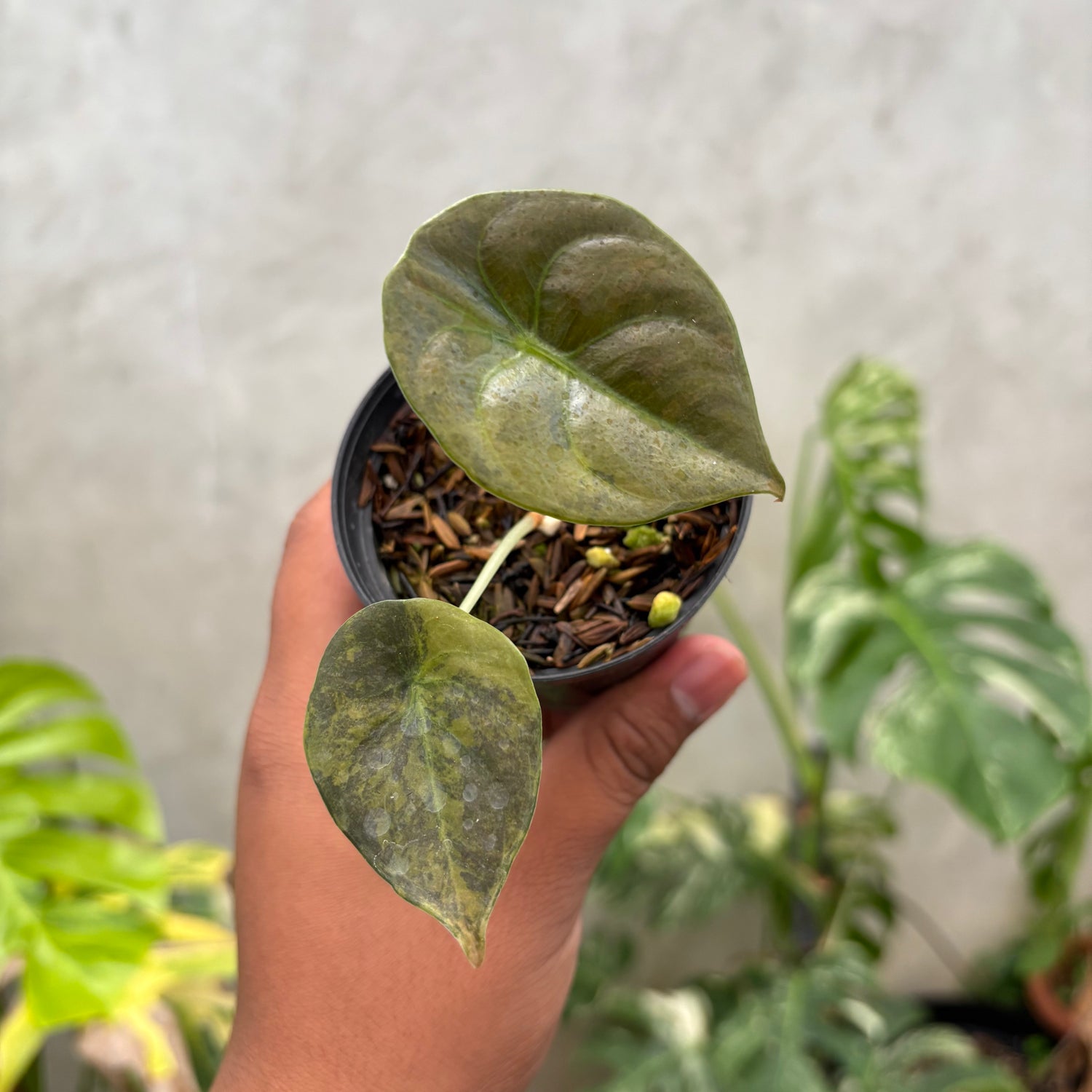 Alocasia Cuprea Latte Little