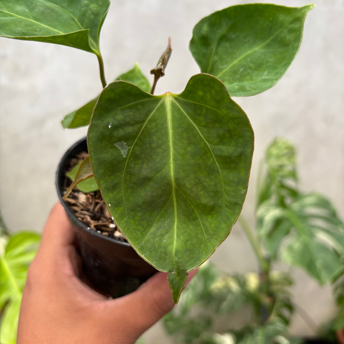 Anthurium Xone porti muchlis x Blood of blue