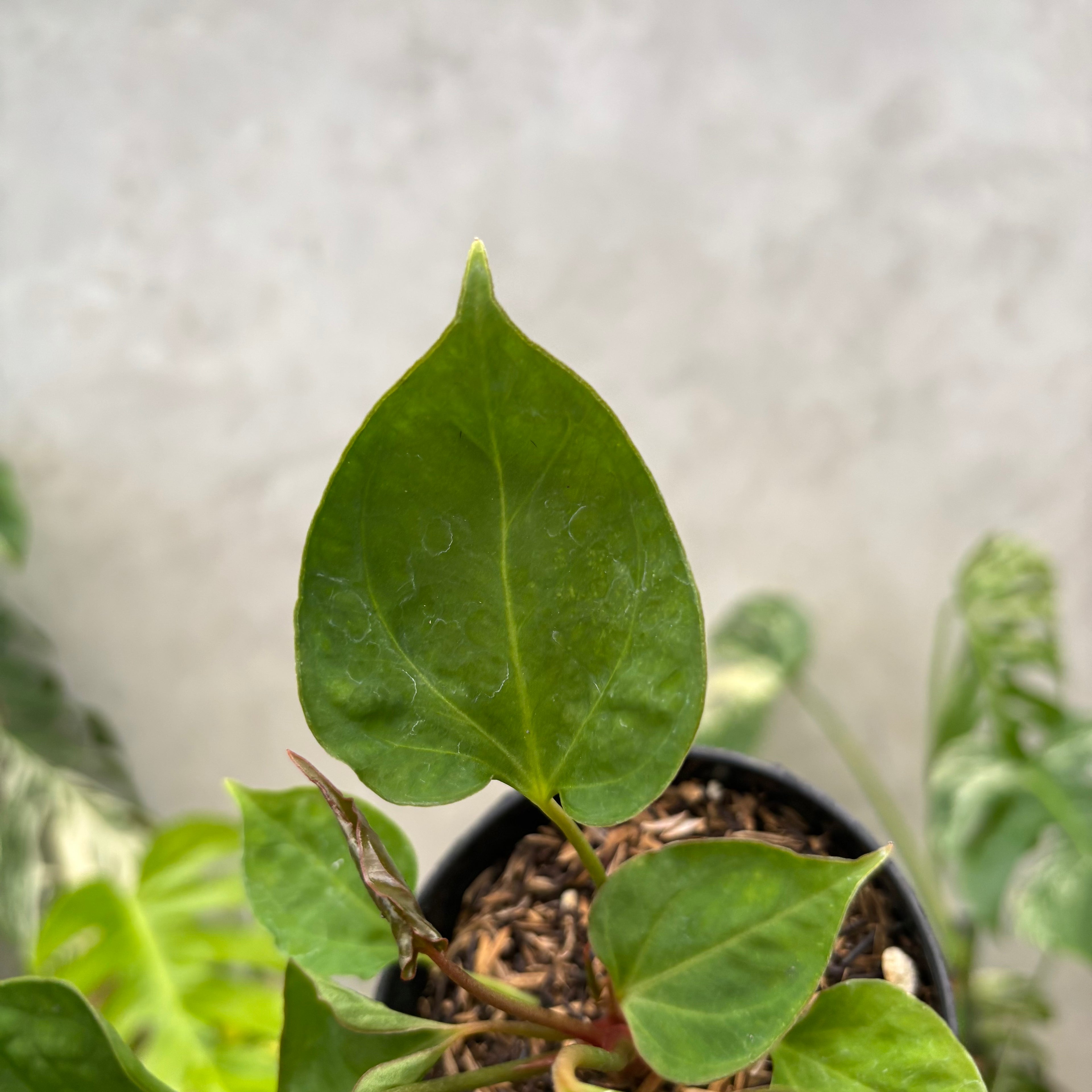 Anthurium Xone porti muchlis x Blood of blue