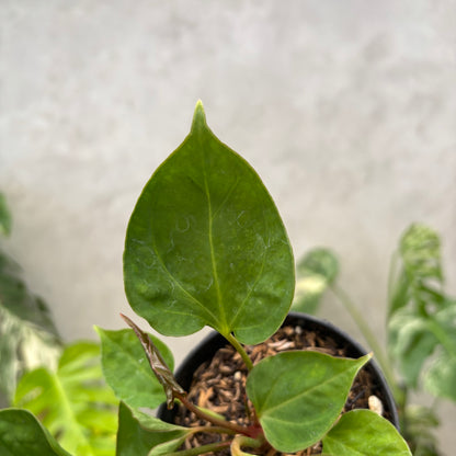 Anthurium Xone porti muchlis x Blood of blue