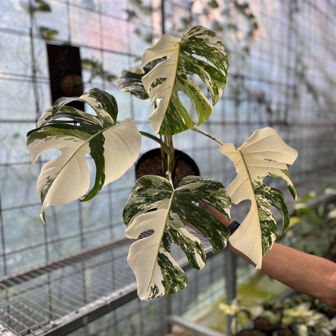 Monstera albo white tiger