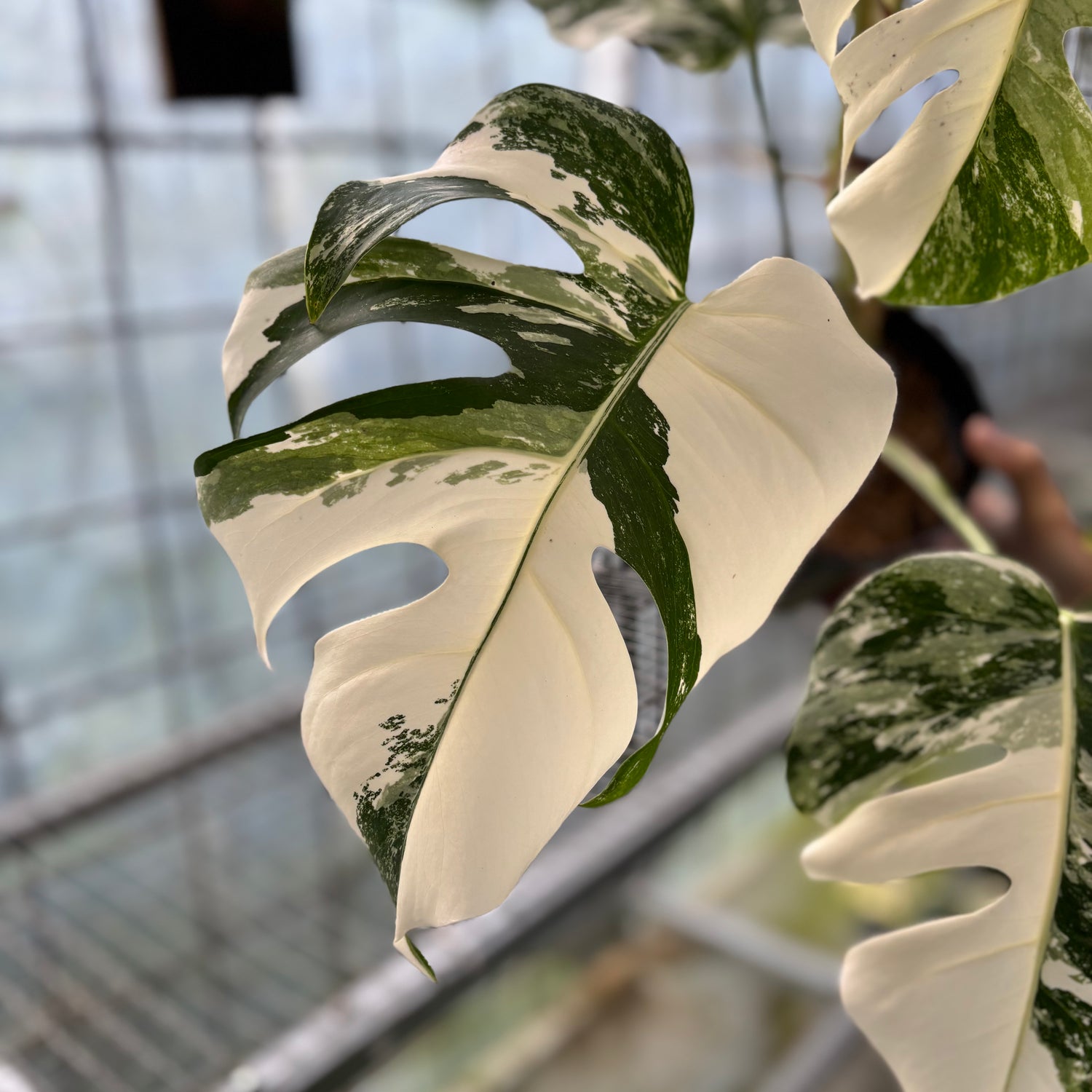Monstera albo white tiger