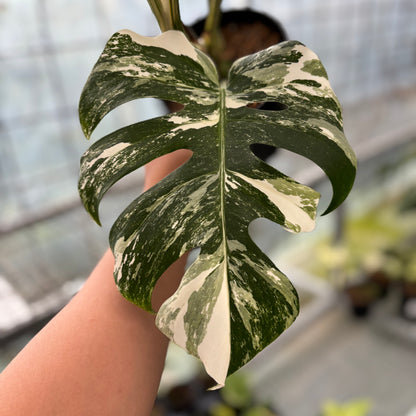 Monstera albo white tiger