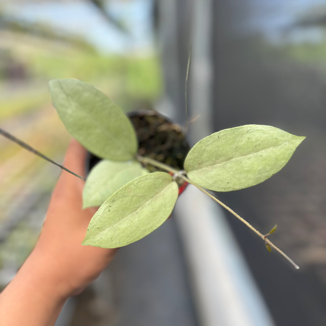 Hoya sp Menak Sopal
