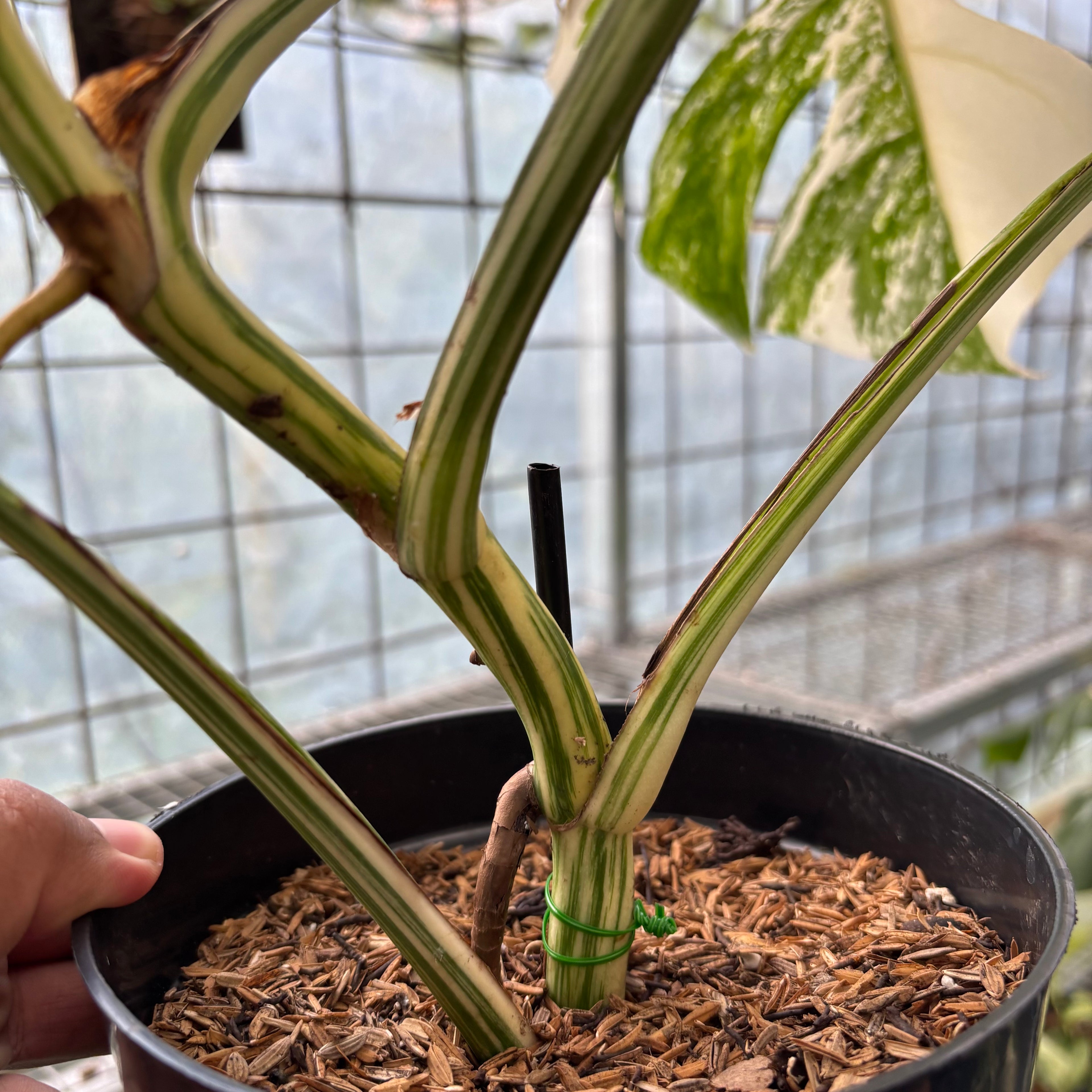 Monstera albo white tiger