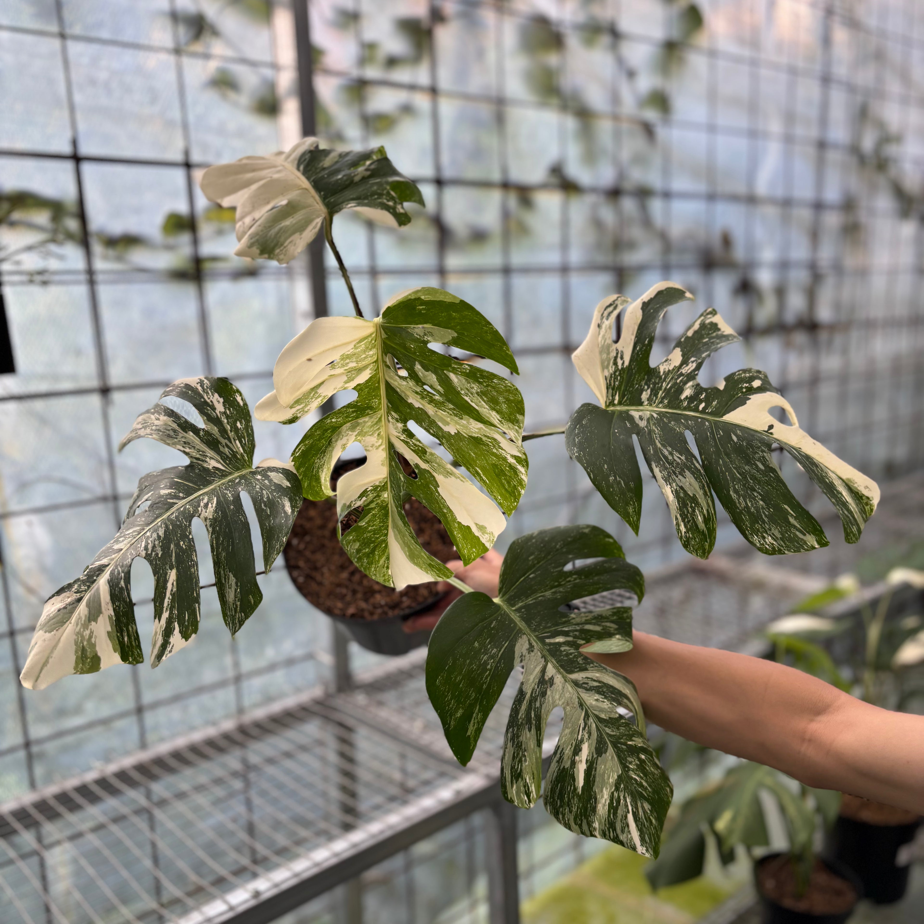 Monstera Albo Variegated