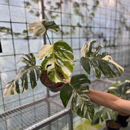 Monstera Albo Variegated