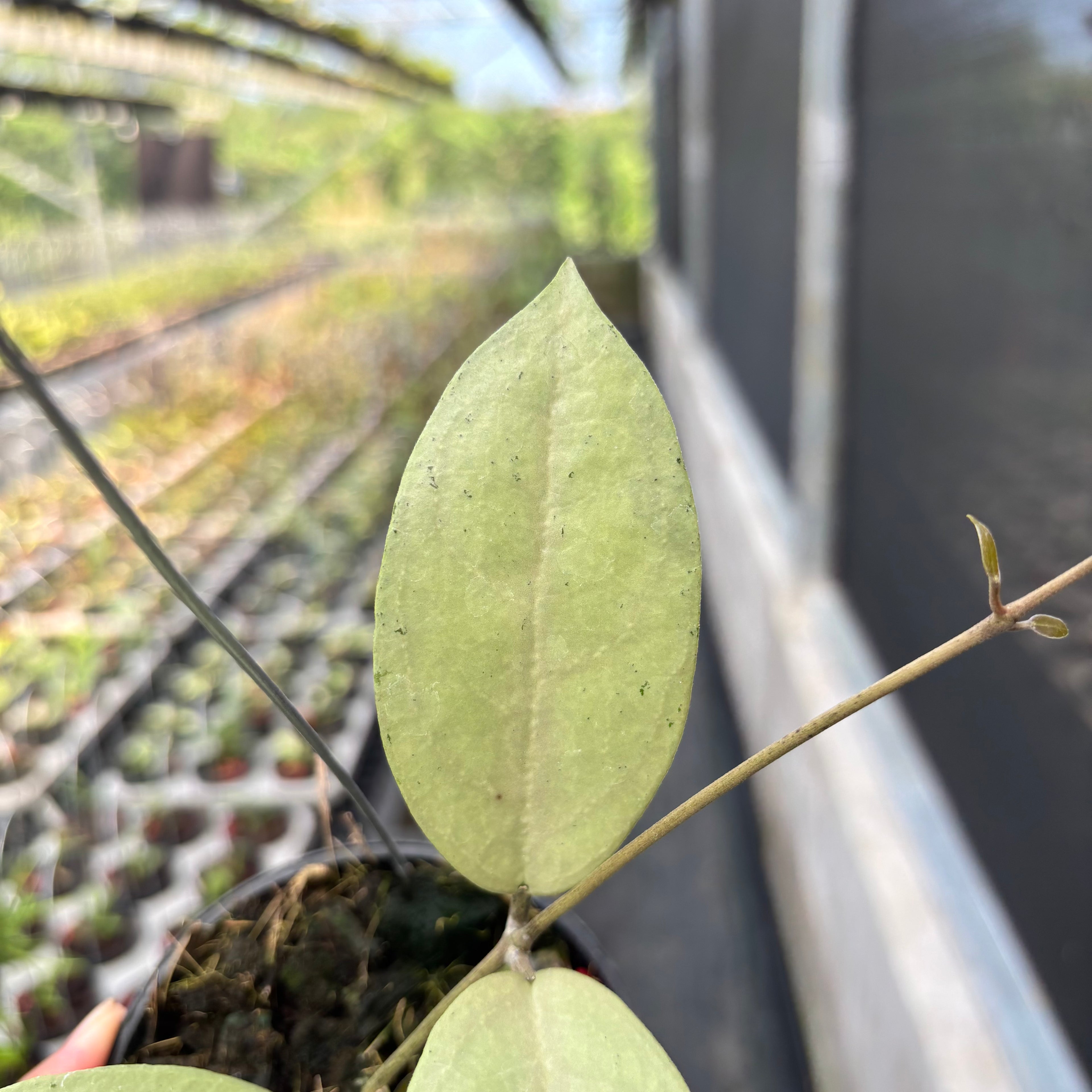 Hoya sp Menak Sopal