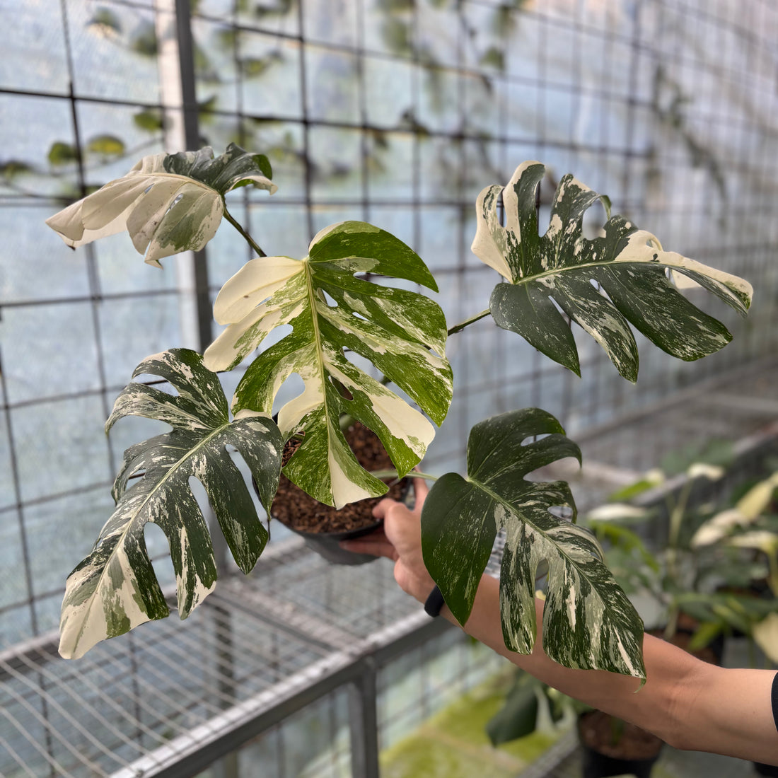 Monstera Albo Variegated