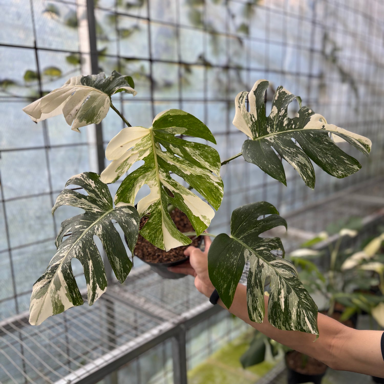 Monstera Albo Variegated