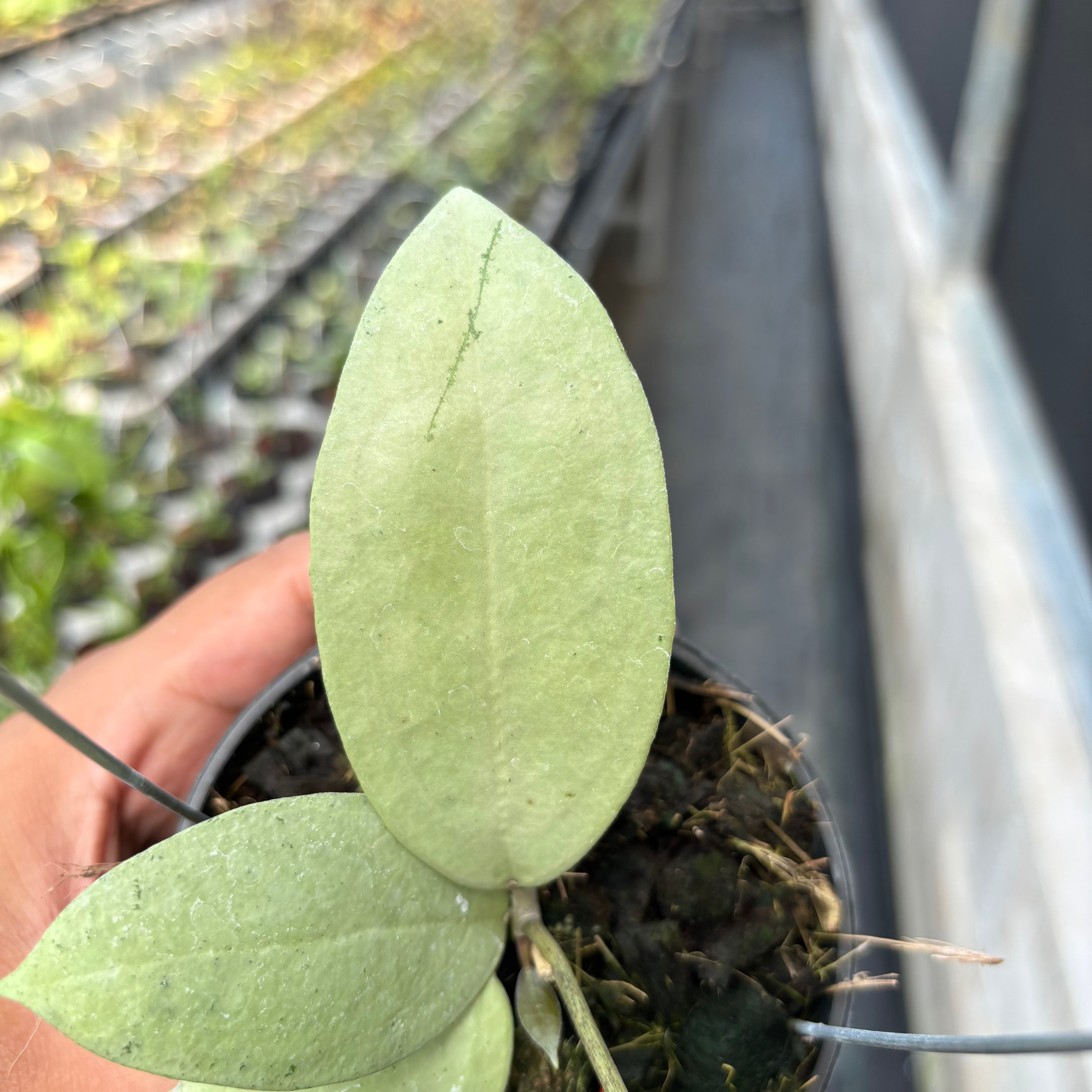 Hoya sp Menak Sopal