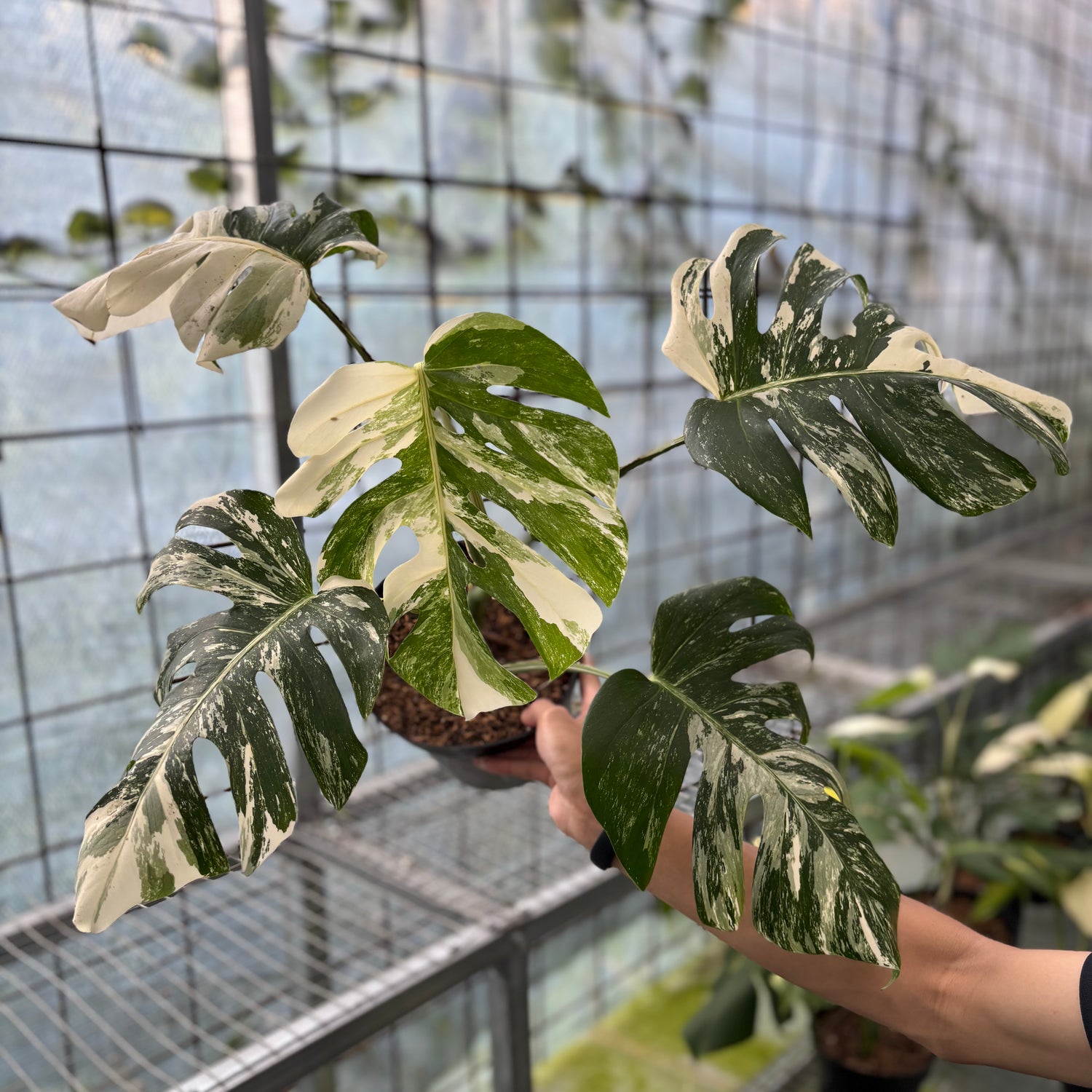 Monstera Albo Variegated
