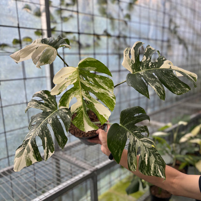Monstera Albo Variegated