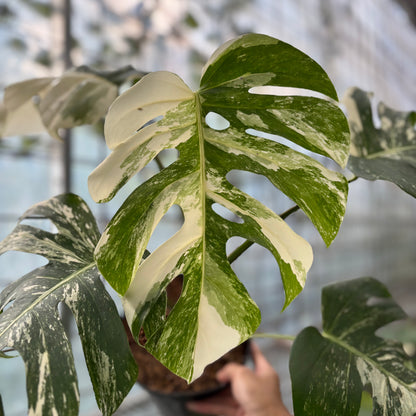 Monstera Albo Variegated