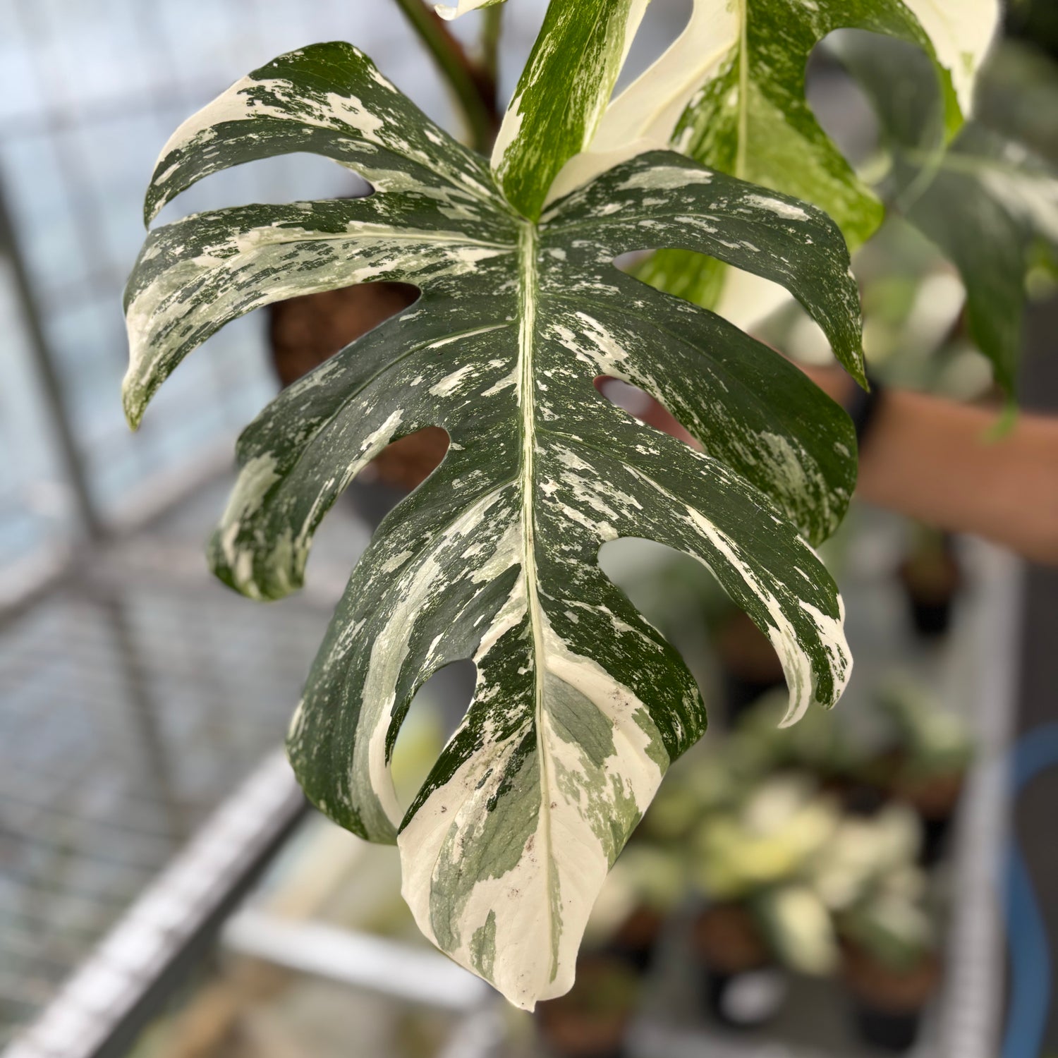 Monstera Albo Variegated