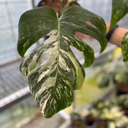 Monstera Albo Variegated