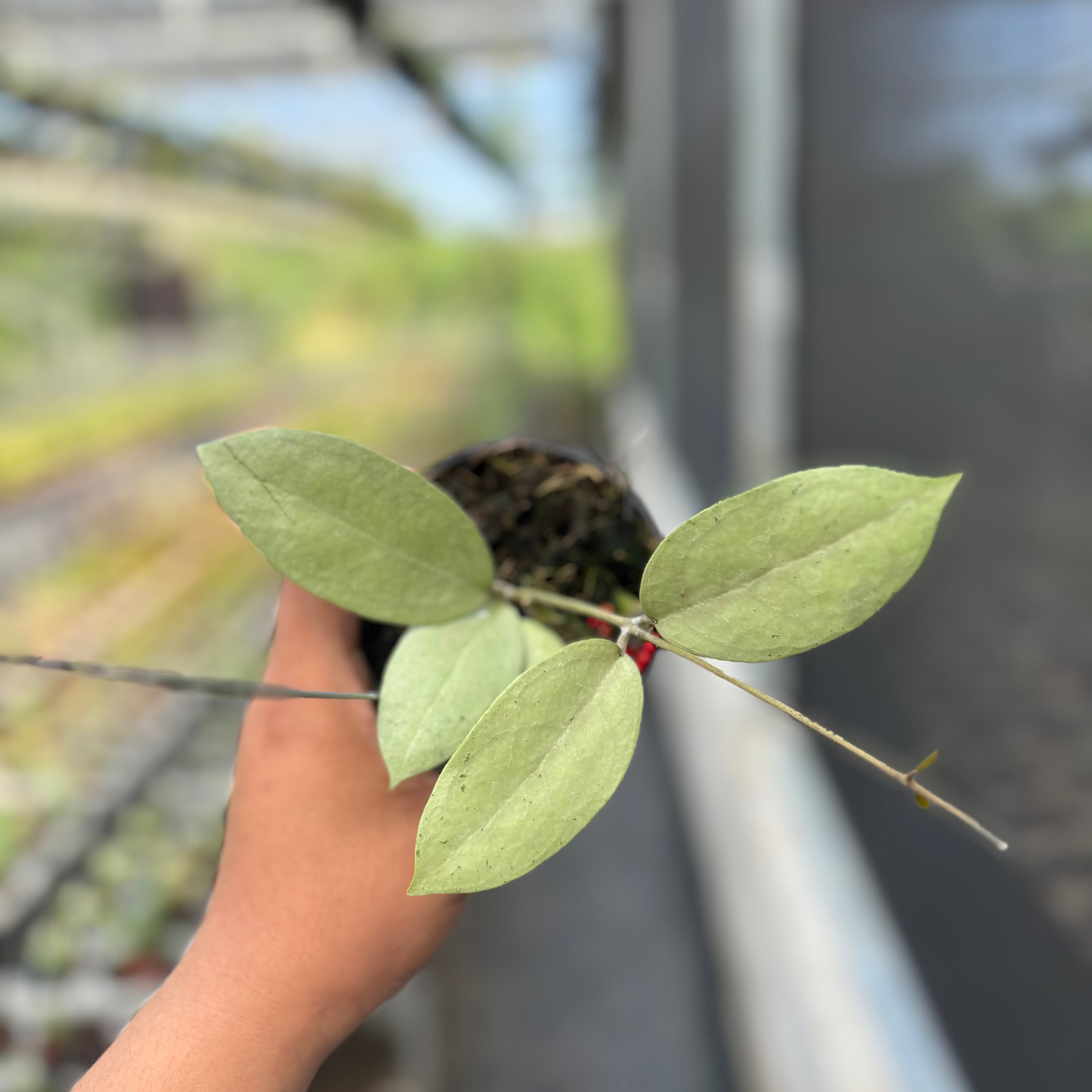 Hoya sp Menak Sopal