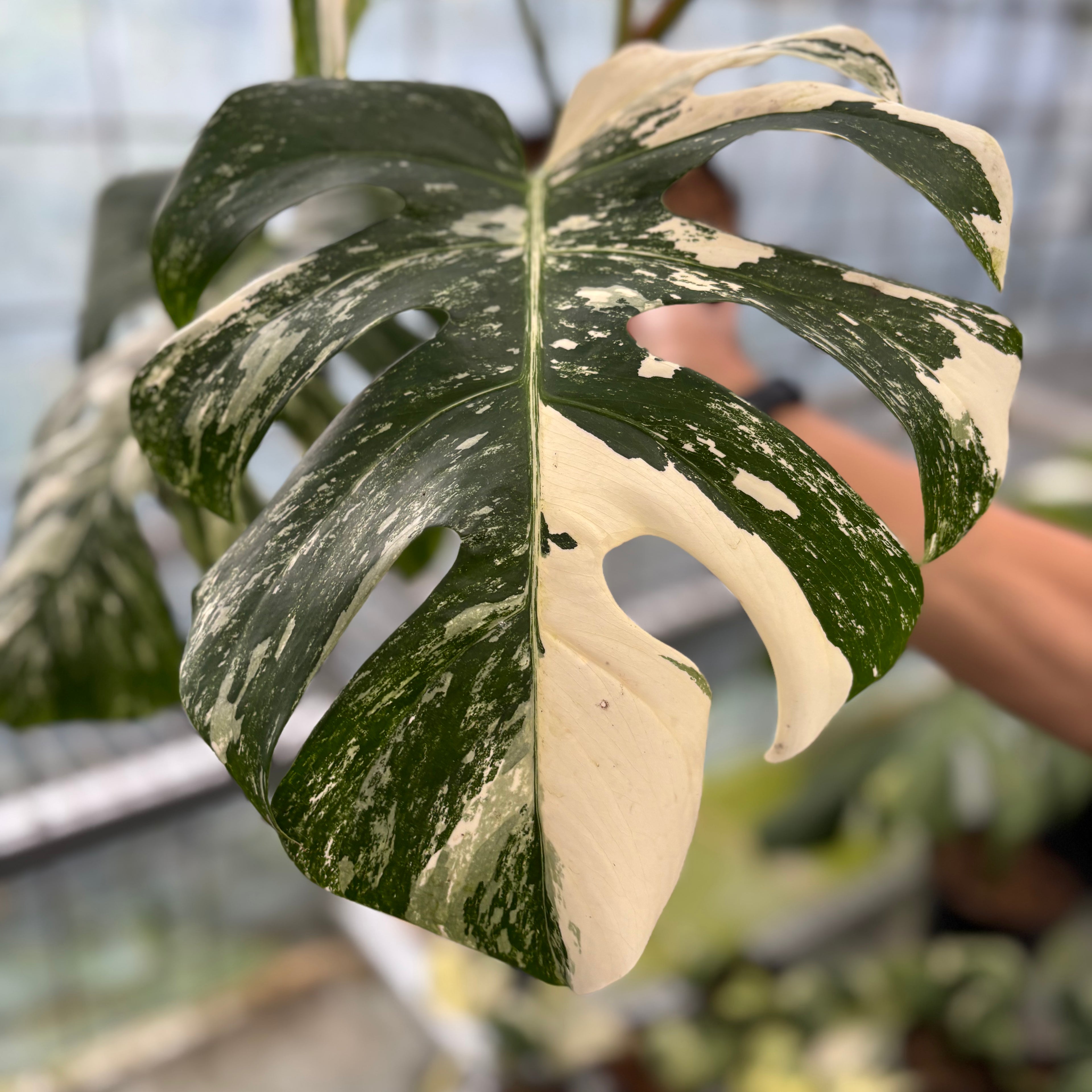 Monstera Albo Variegated