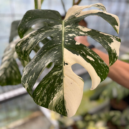 Monstera Albo Variegated