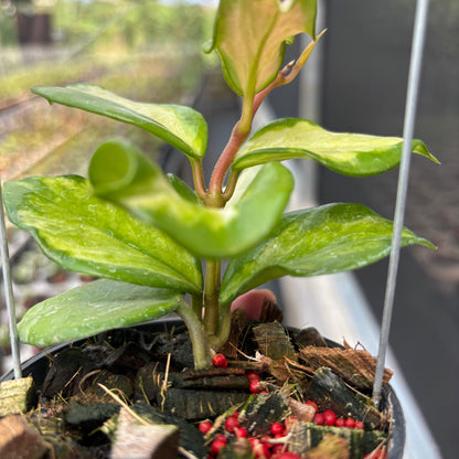 Hoya Carnosa "Frecles Splash" (Mutasi)