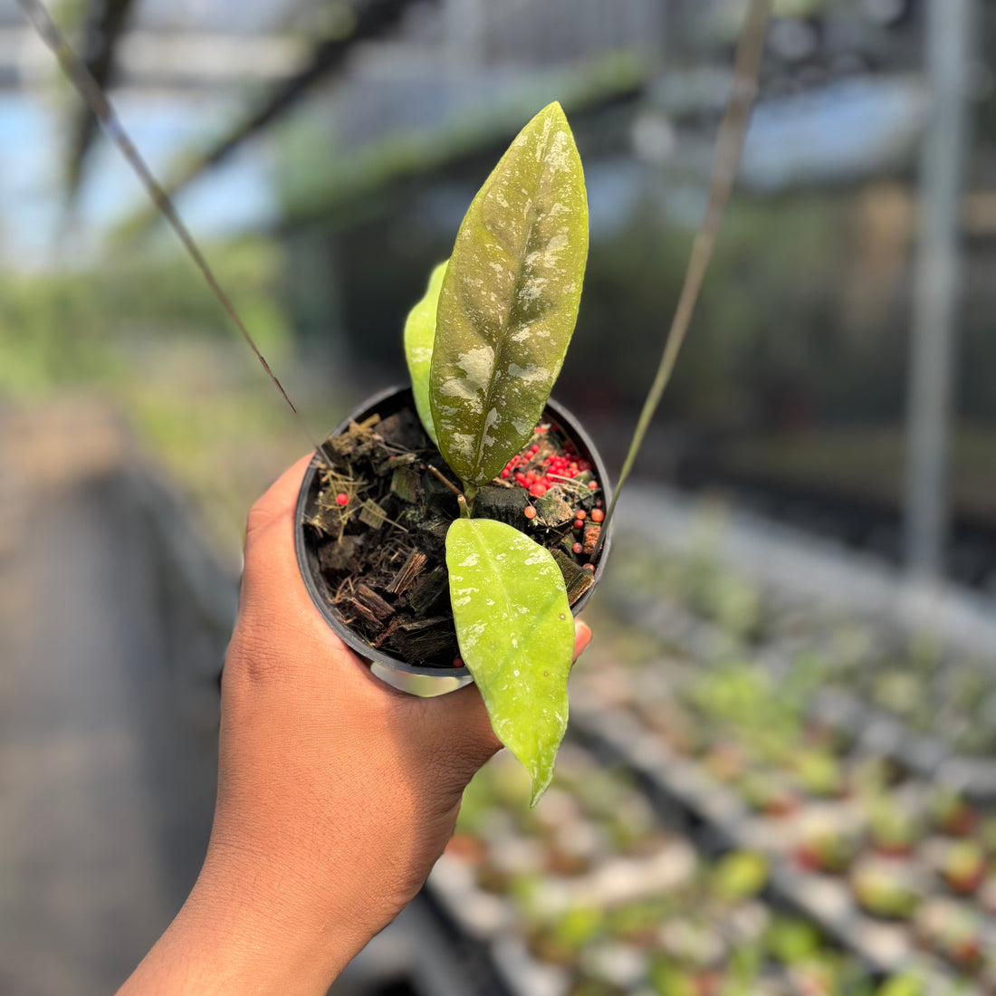 Hoya Kaikoeana &quot;VN-181&quot;