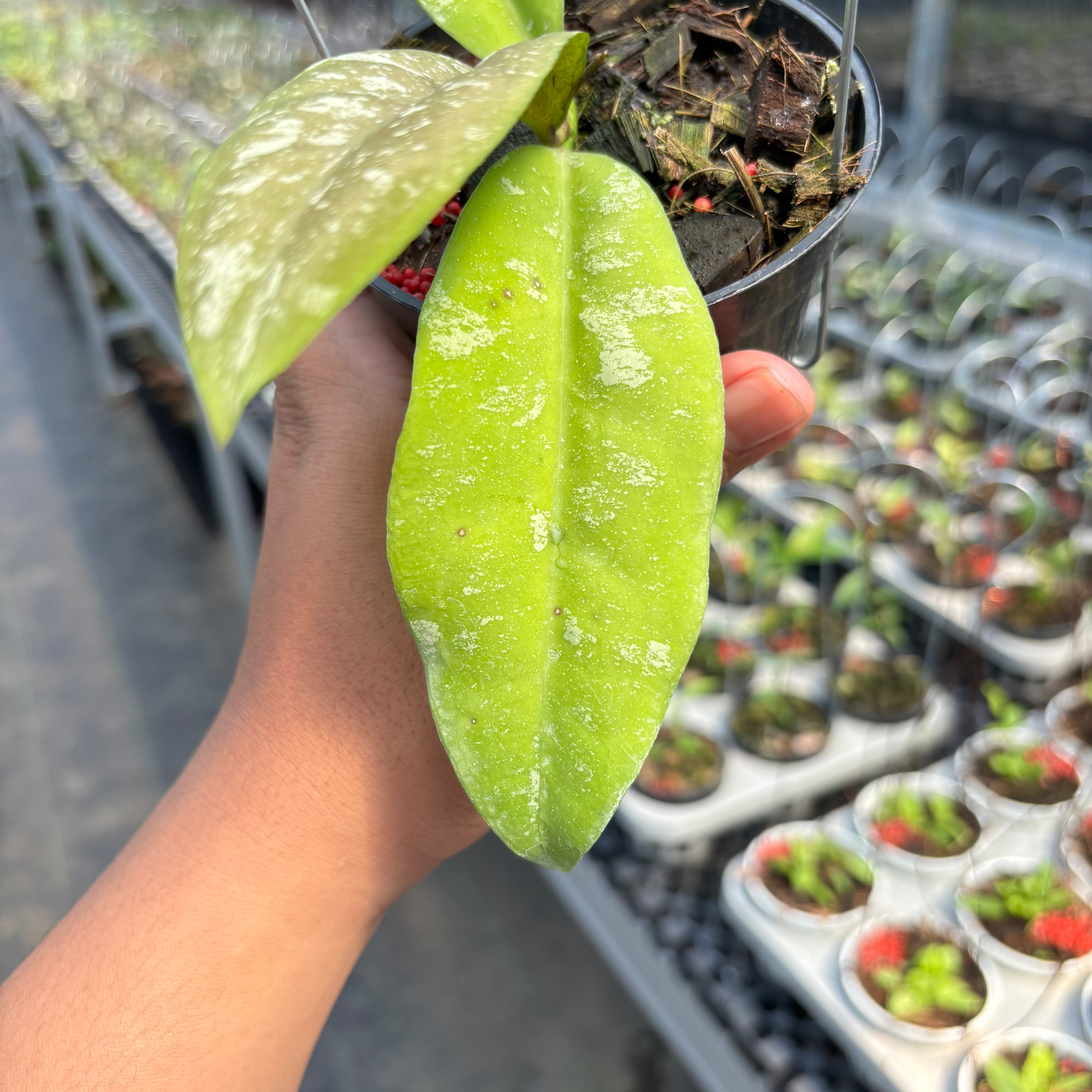 Hoya Kaikoeana &quot;VN-181&quot;