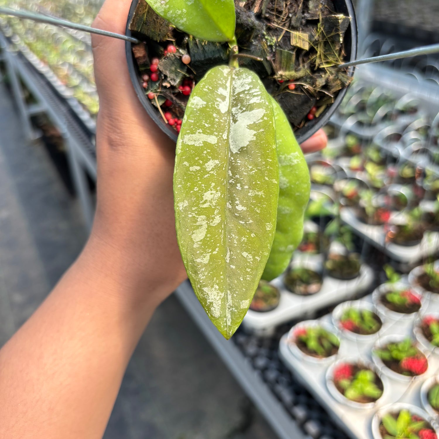 Hoya Kaikoeana &quot;VN-181&quot;