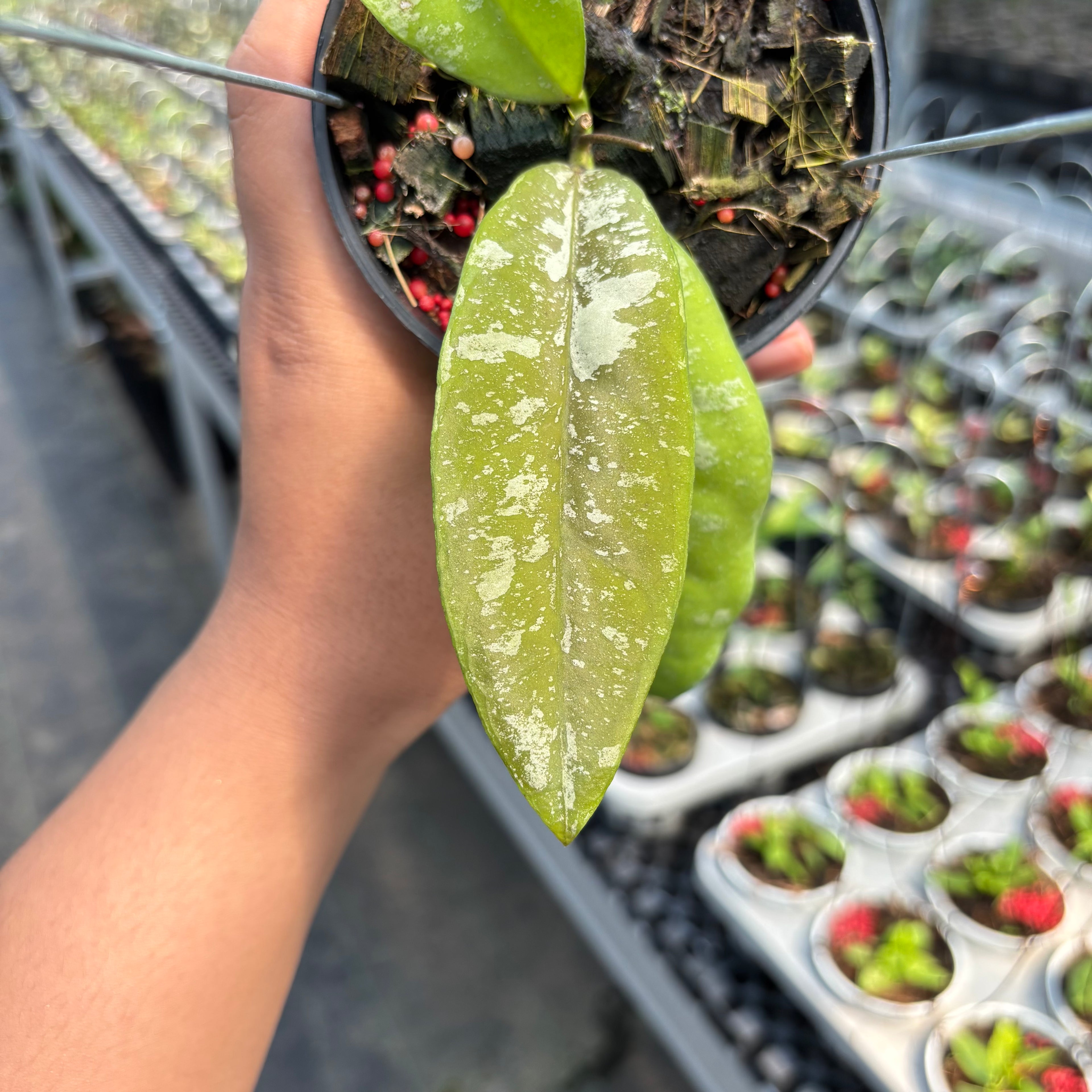 Hoya Kaikoeana &quot;VN-181&quot;