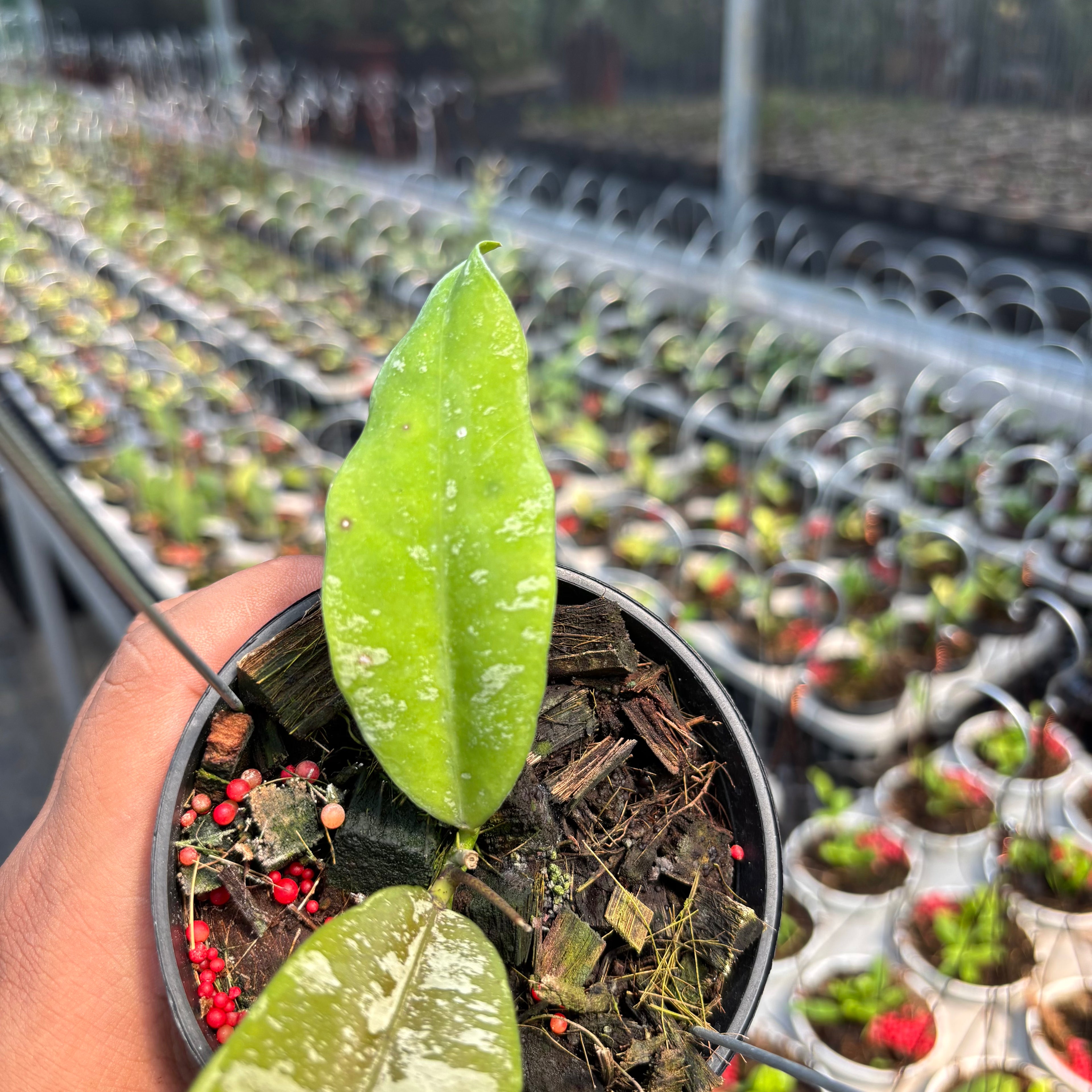 Hoya Kaikoeana &quot;VN-181&quot;