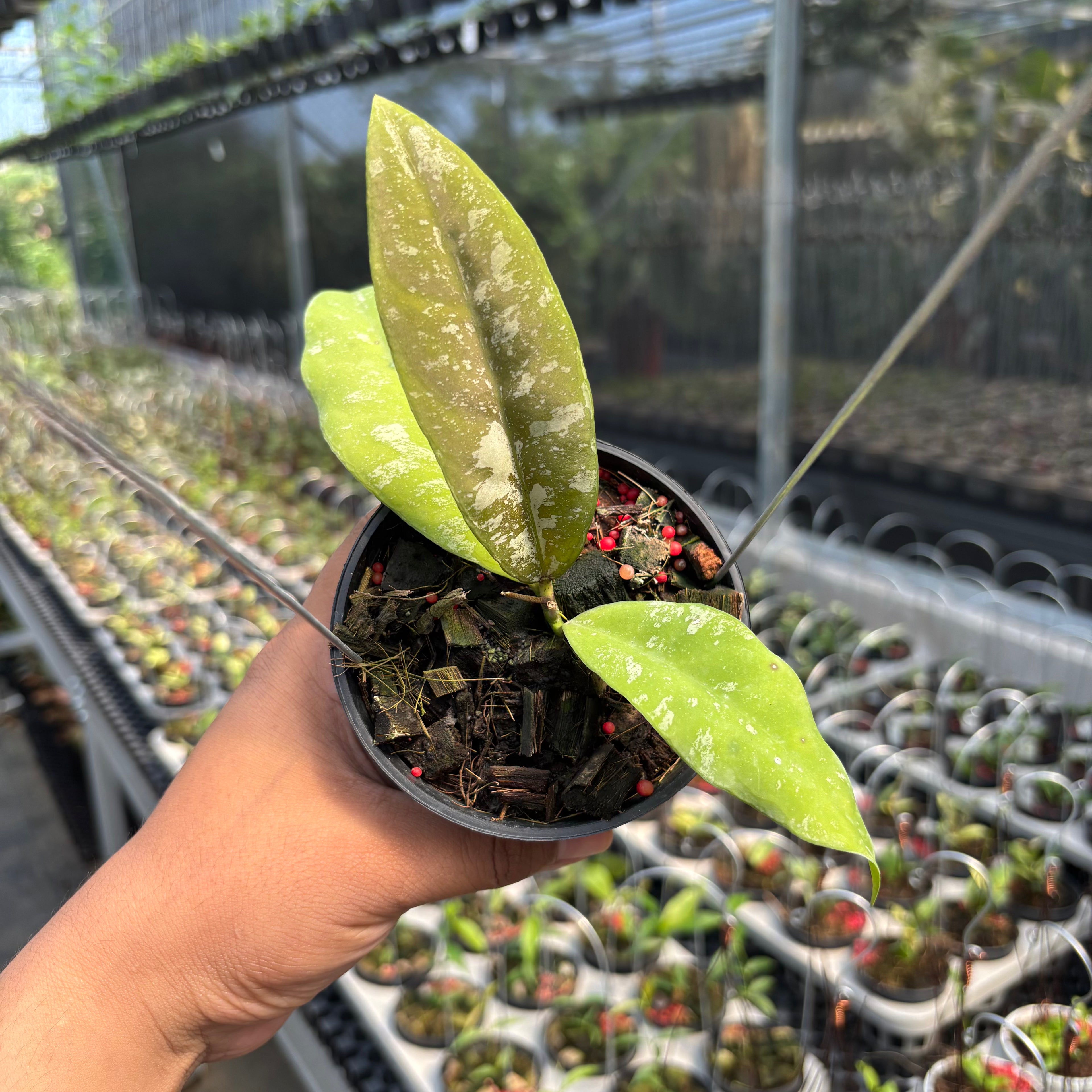 Hoya Kaikoeana &quot;VN-181&quot;