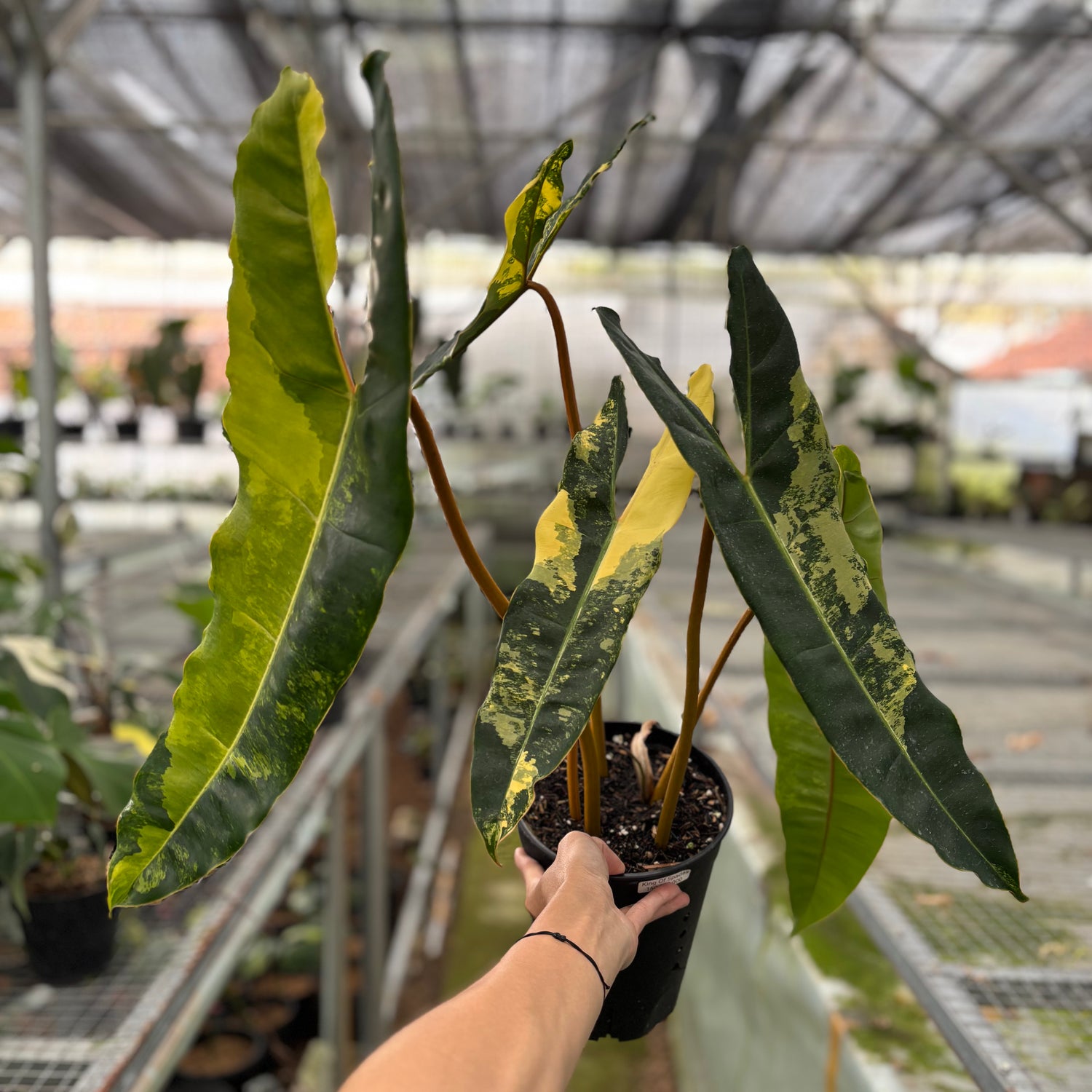 Philodendron Billiteae Variegated Big Size