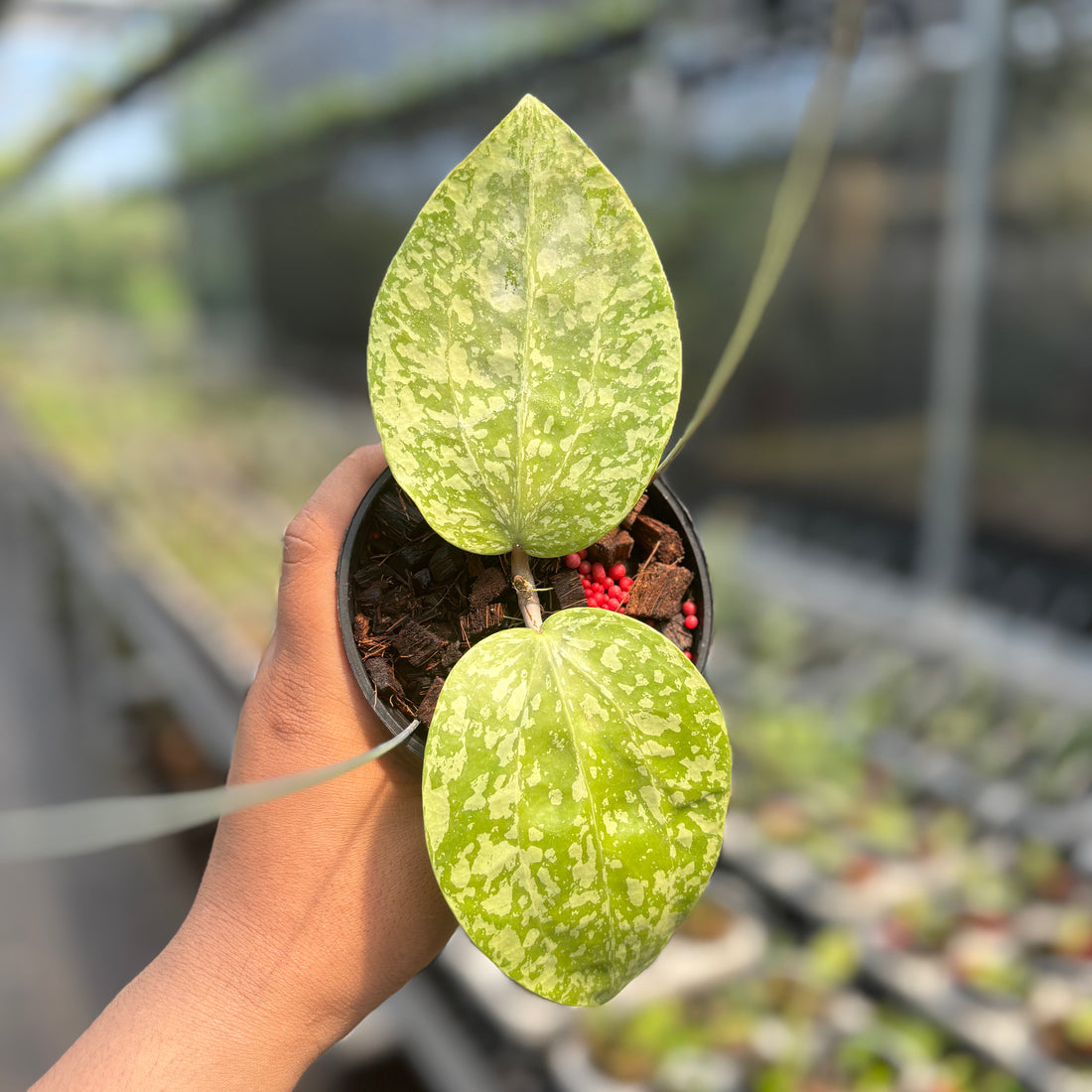 Hoya Glabra &quot;Silver-Spalsh&quot; VN-565
