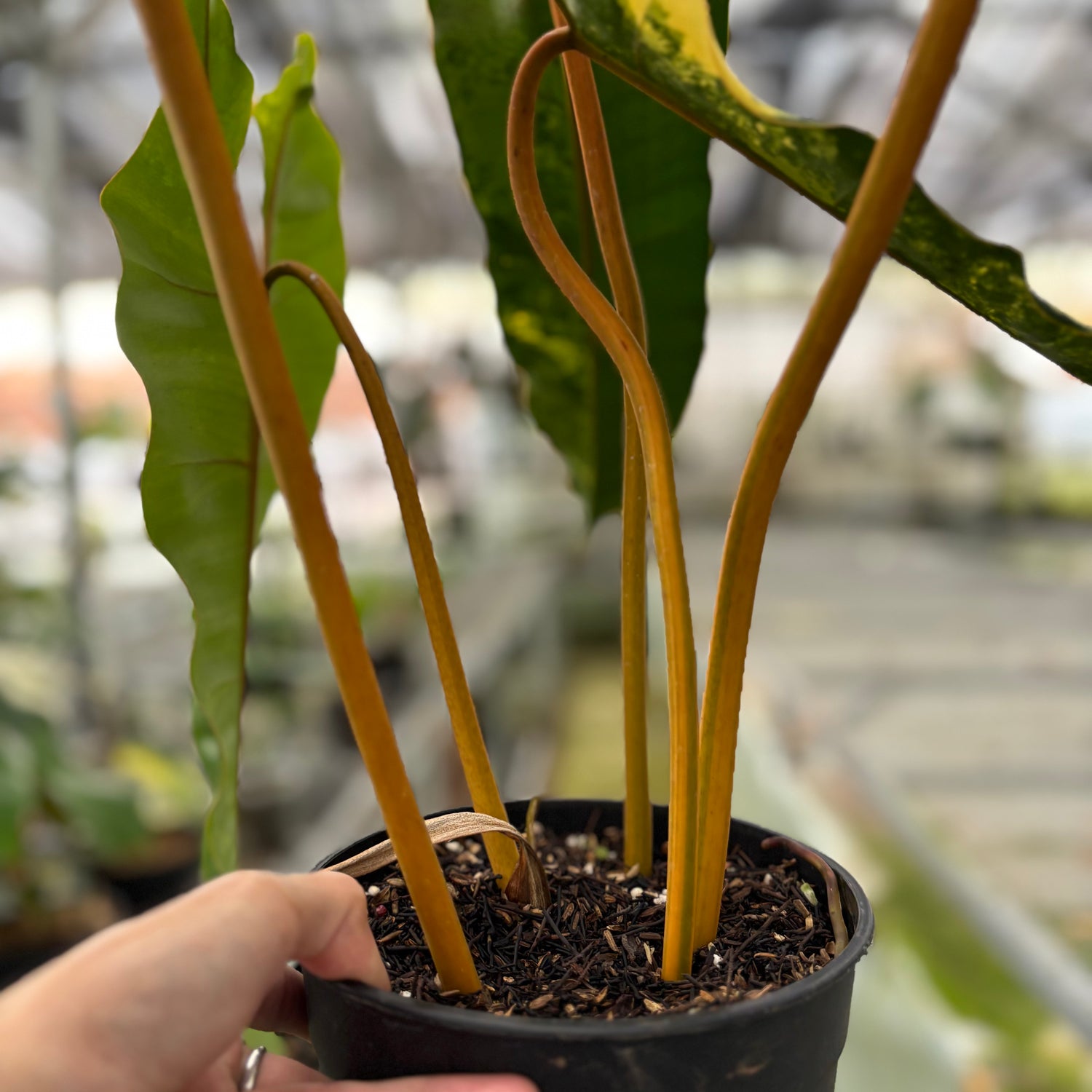 Philodendron Billiteae Variegated Big Size