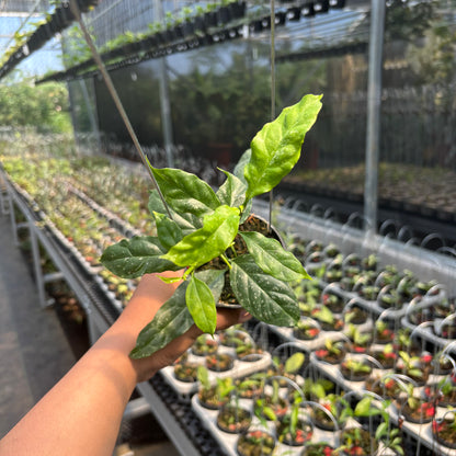 Hoya Decipulae "Splash"