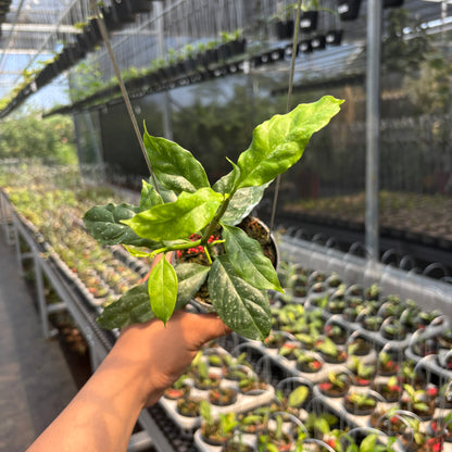 Hoya Decipulae "Splash"