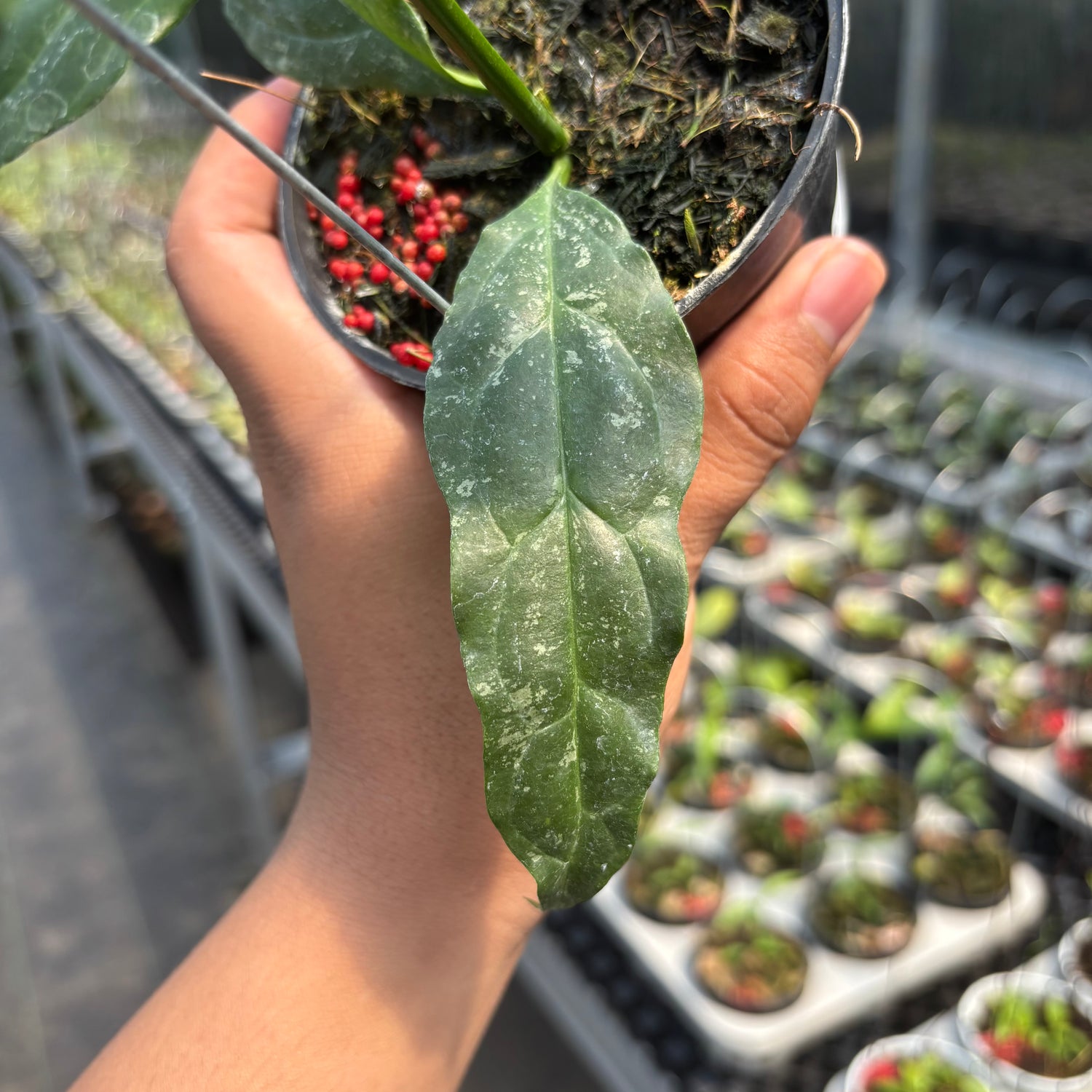Hoya Decipulae &quot;Splash&quot;