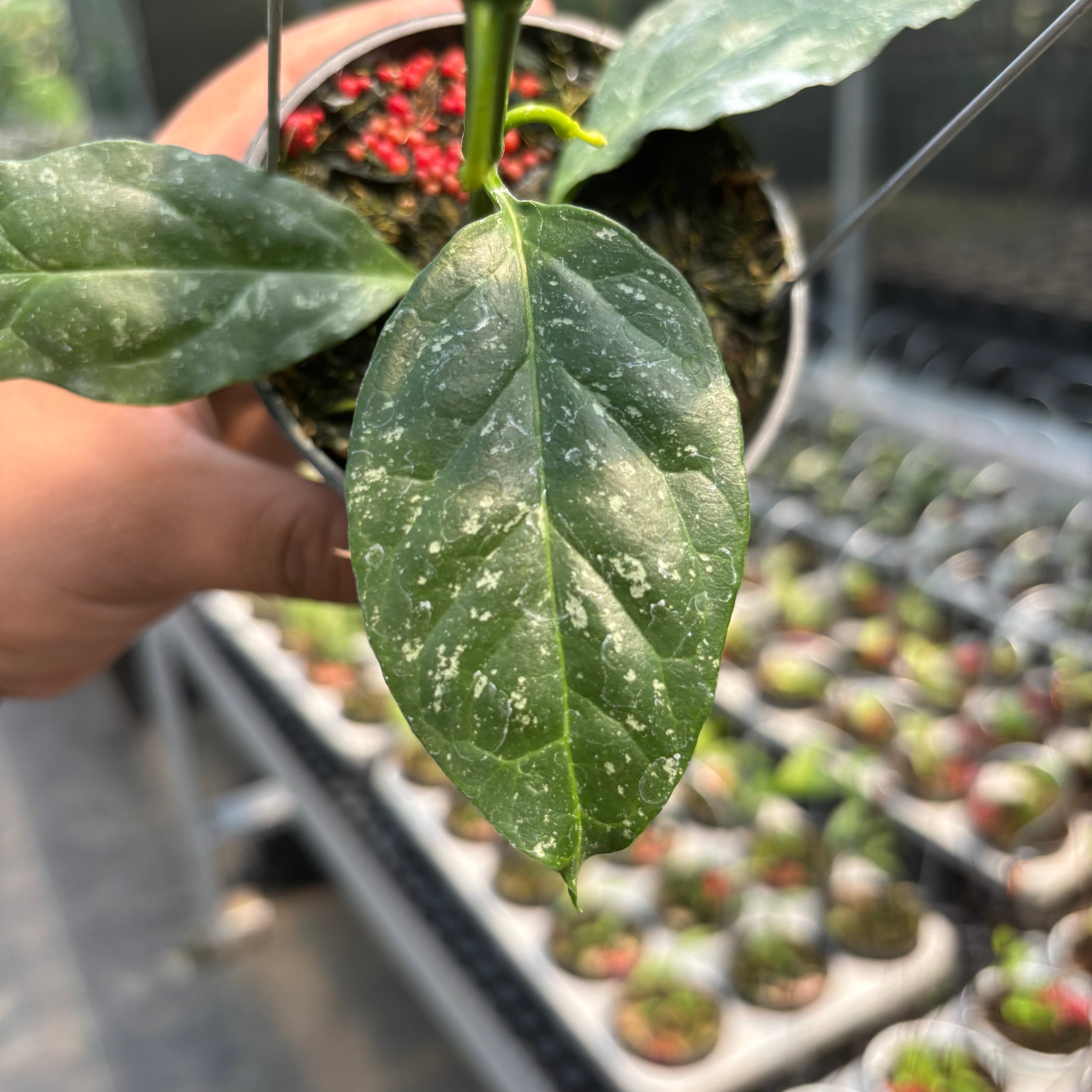Hoya Decipulae &quot;Splash&quot;