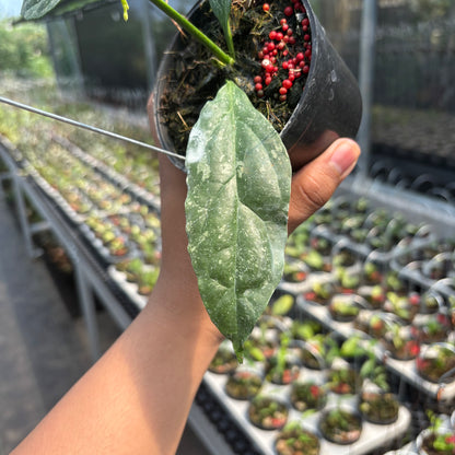 Hoya Decipulae "Splash"