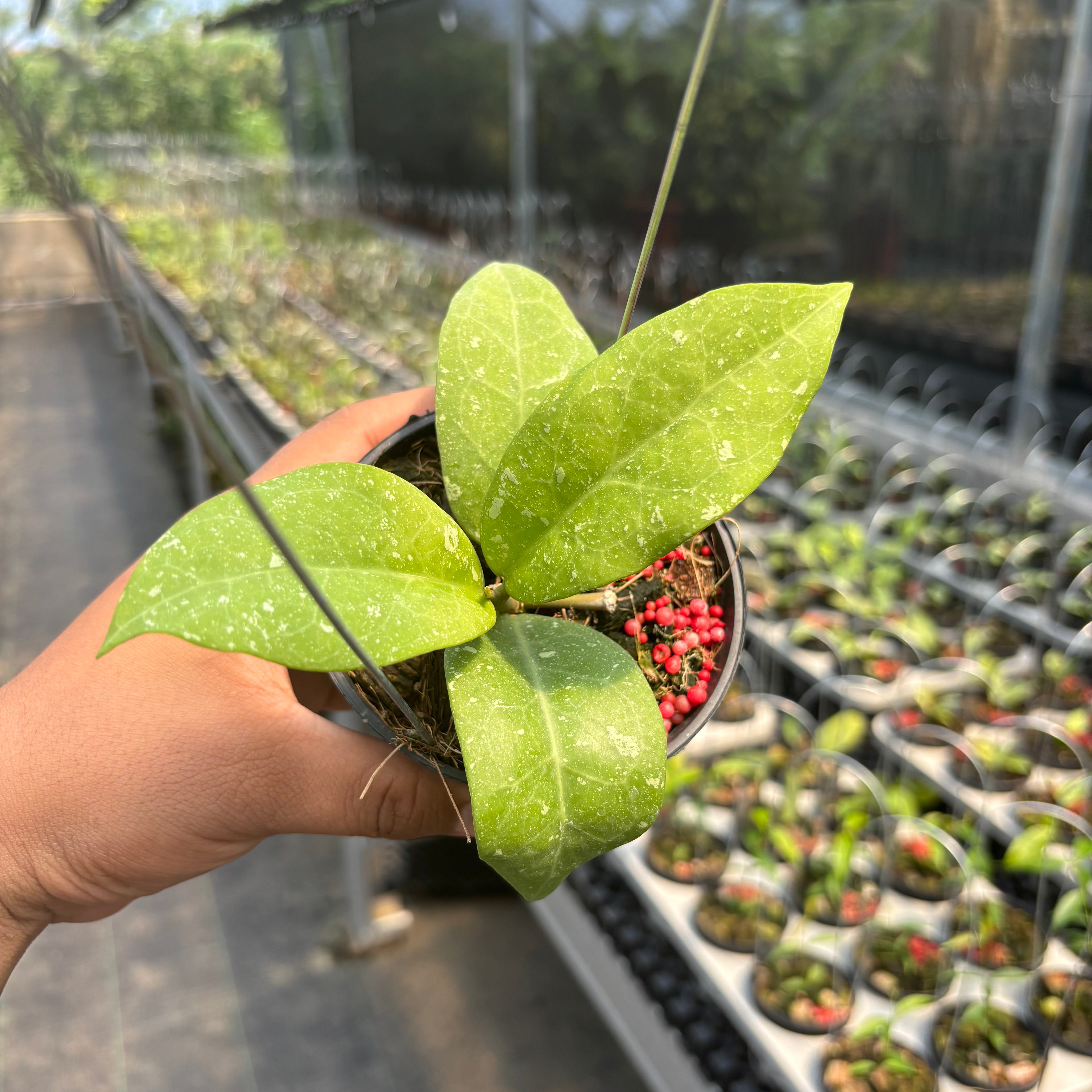 Hoya &quot;UH-07-01&quot;
