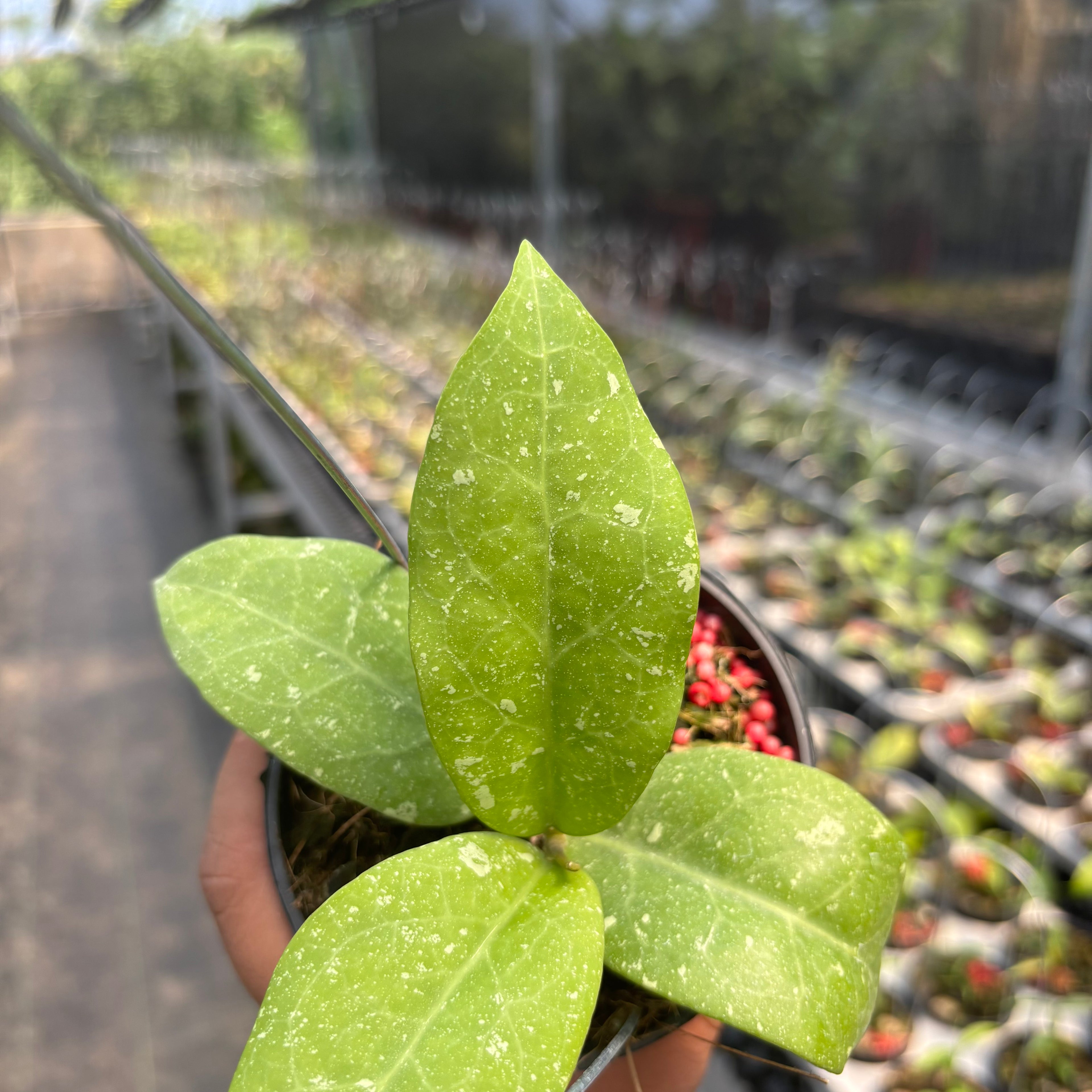 Hoya &quot;UH-07-01&quot;