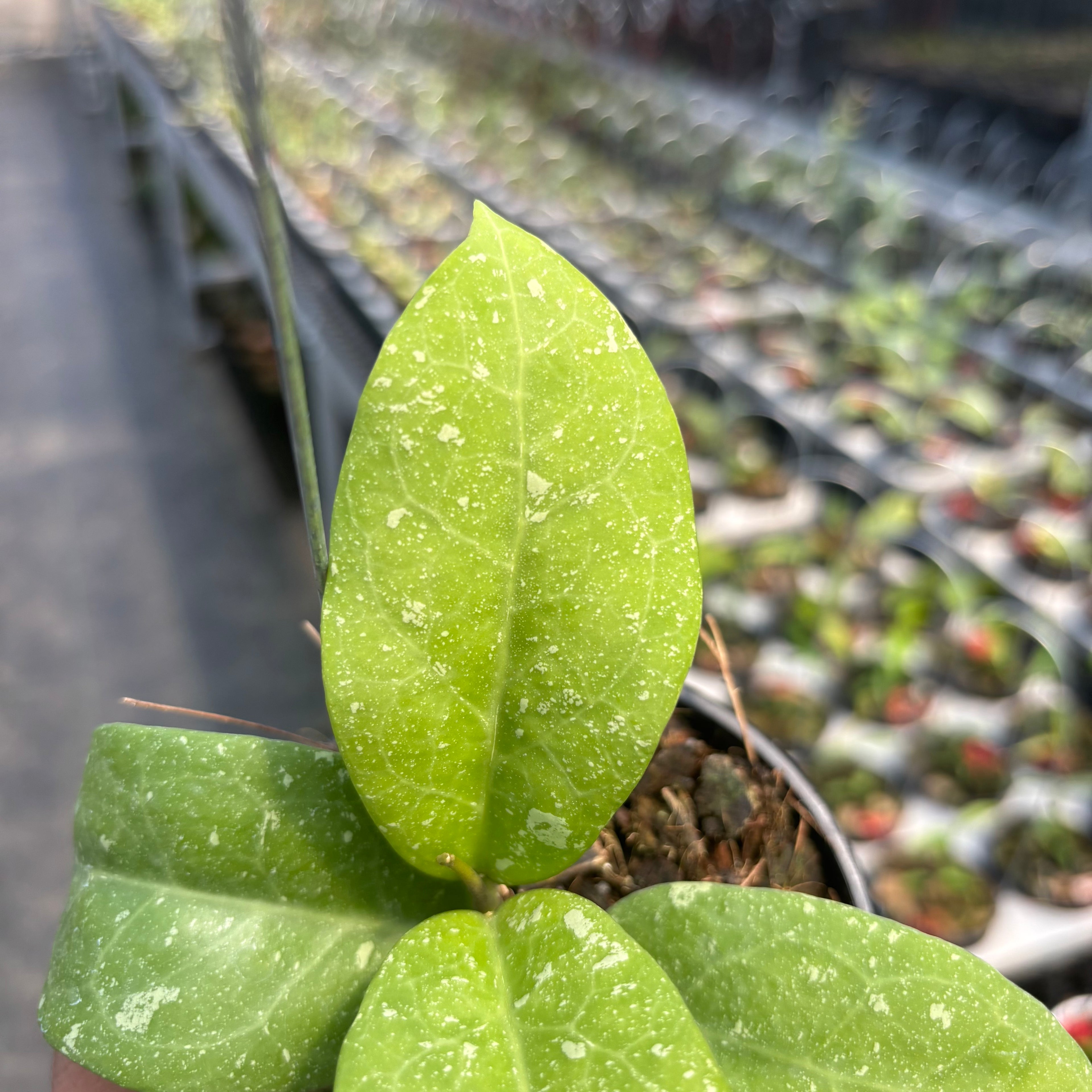 Hoya &quot;UH-07-01&quot;